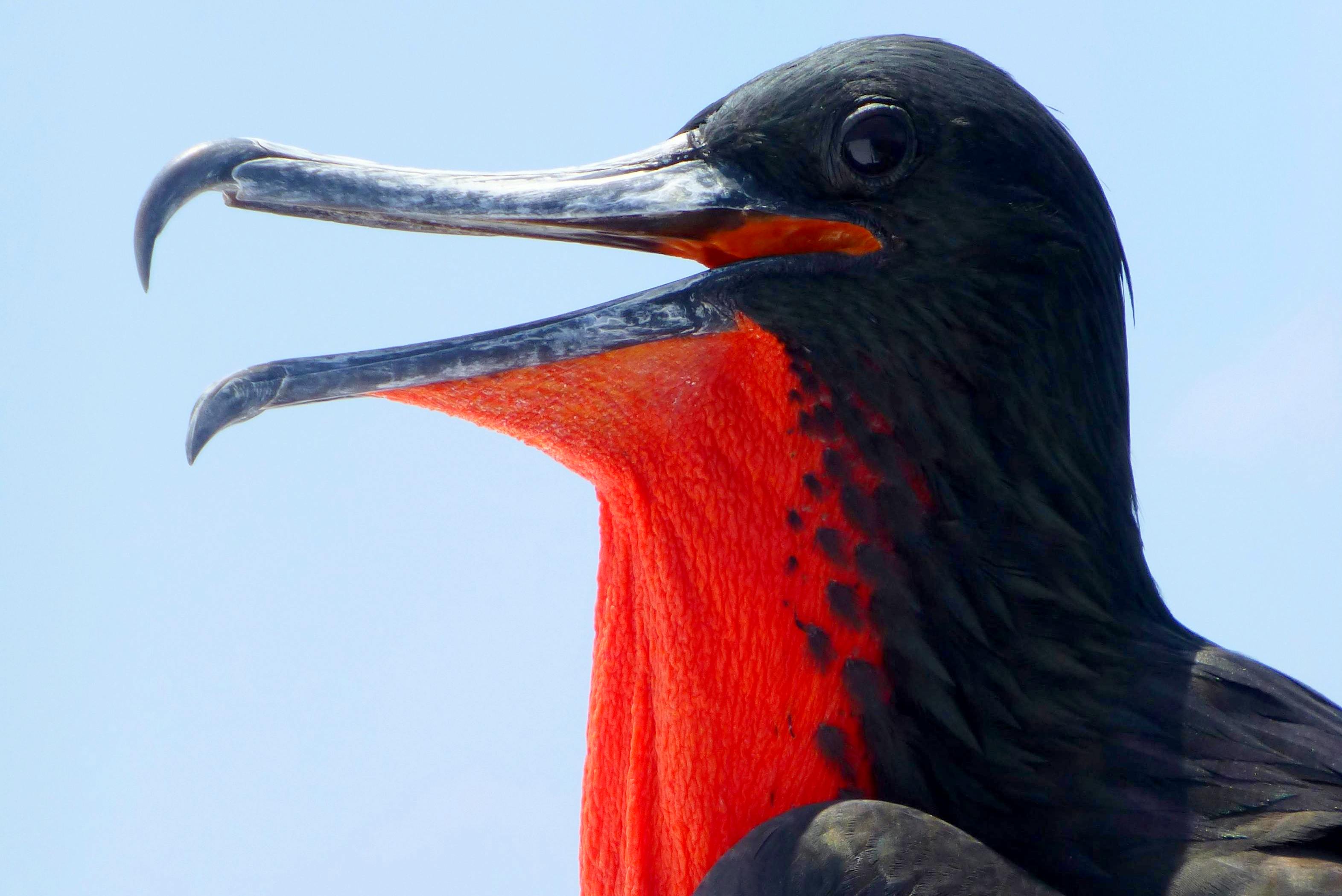 Vogelreis Galapagos Eilanden