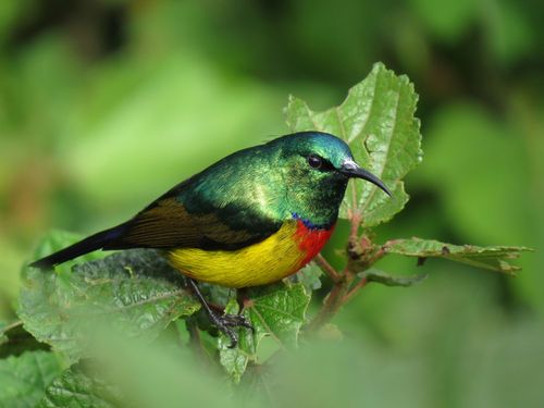 Explore The Pearl of Africa’s Hiden Aviaries: A Birdwatching Adventure Extraordinaire