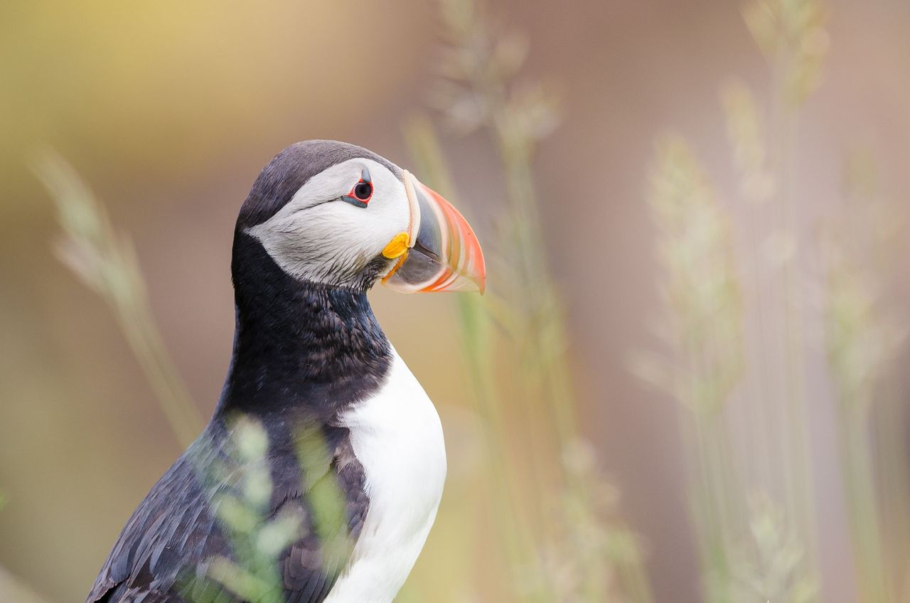 FOTOGRAFIEREIS NAAR IJSLAND: PAPEGAAIDUIKERS EN WILDE PAARDEN
