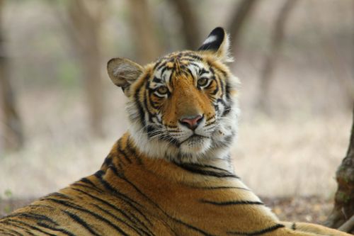 Iconische dieren in West-India Ga met onze deskundige natuurgidsen mee op dit fascinerende tweeweekse avontuur door Noordwest-India, op zoek naar enkele van India's meest iconische wilde dieren en vogels.