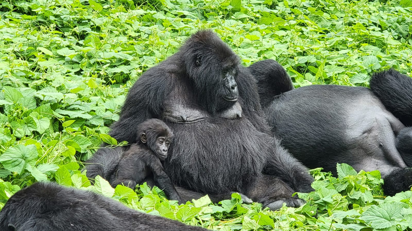 Klassieke Uganda Safari