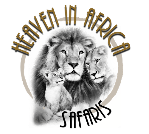 Heaven in Africa by Runway 86