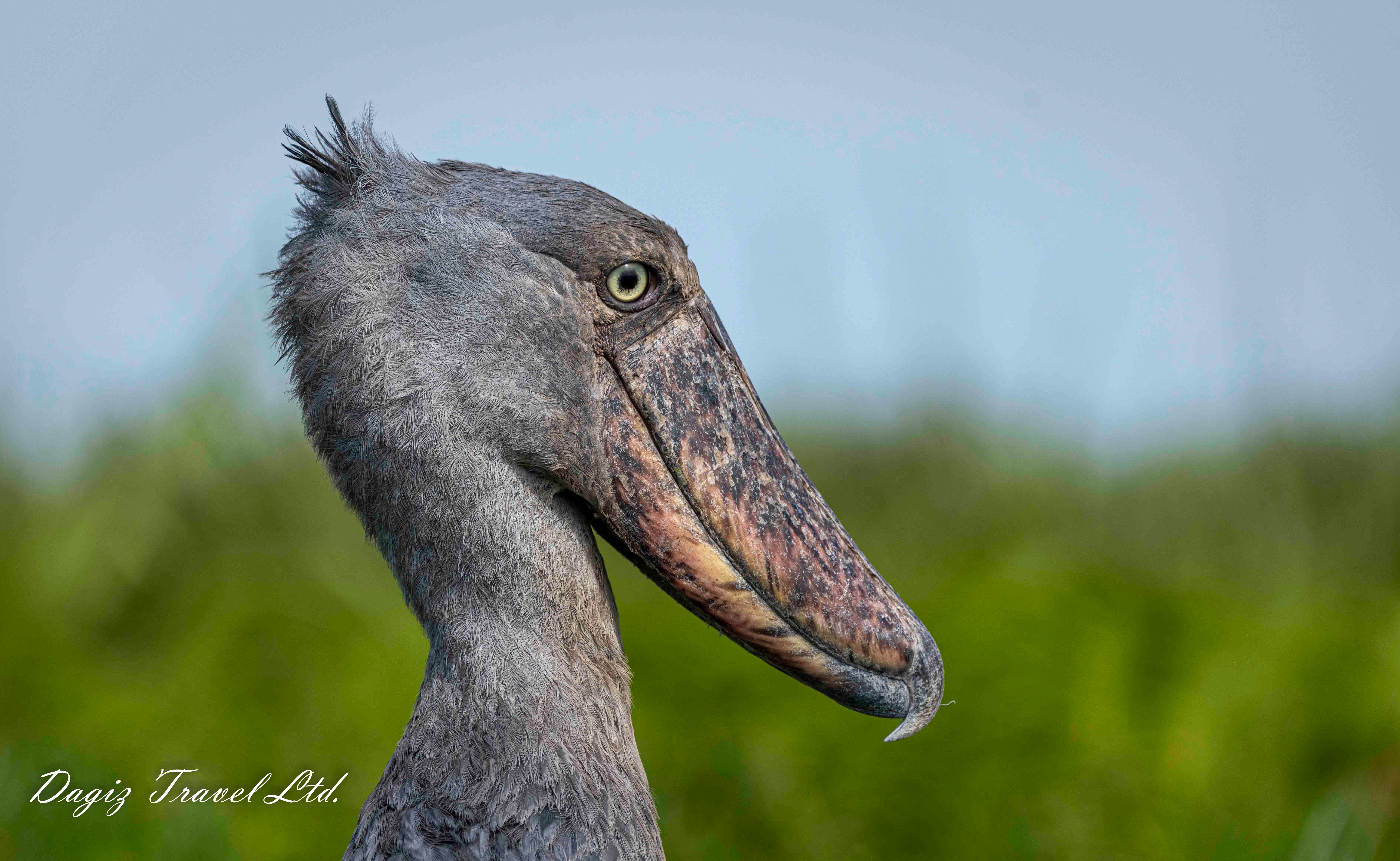 Gorilla, Shoebill Excursion and Birding Experience