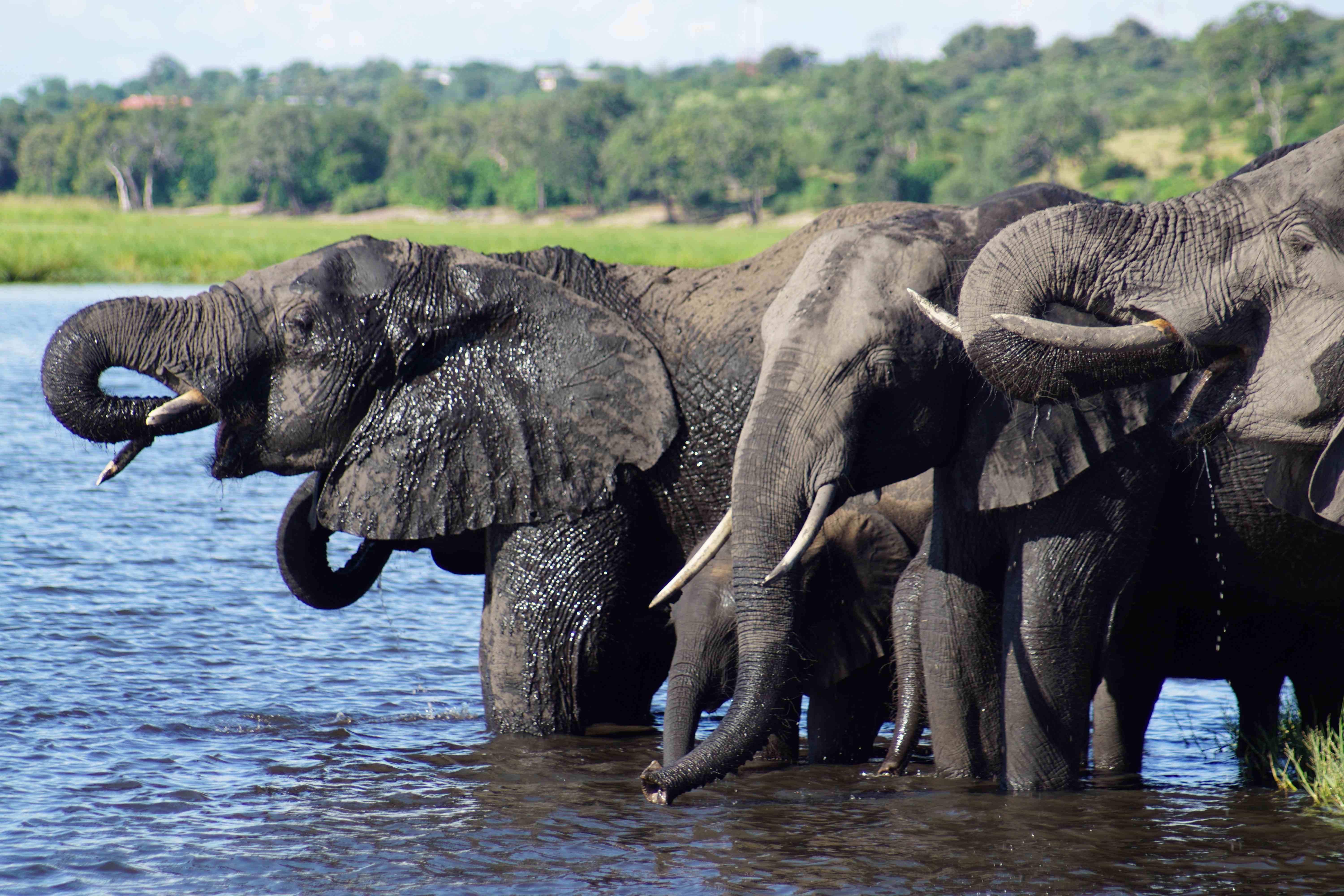 Op maat gemaakte reizen naar zuidelijk Afrika en Tanzania.