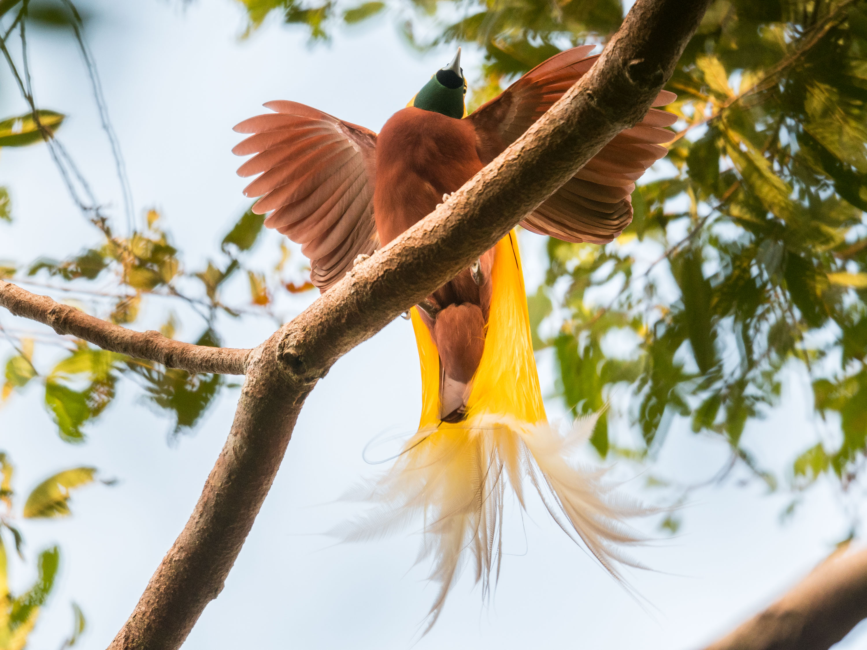 Vogel- en natuurreis naar Indonesië: de paradijsvogels van Papoea
