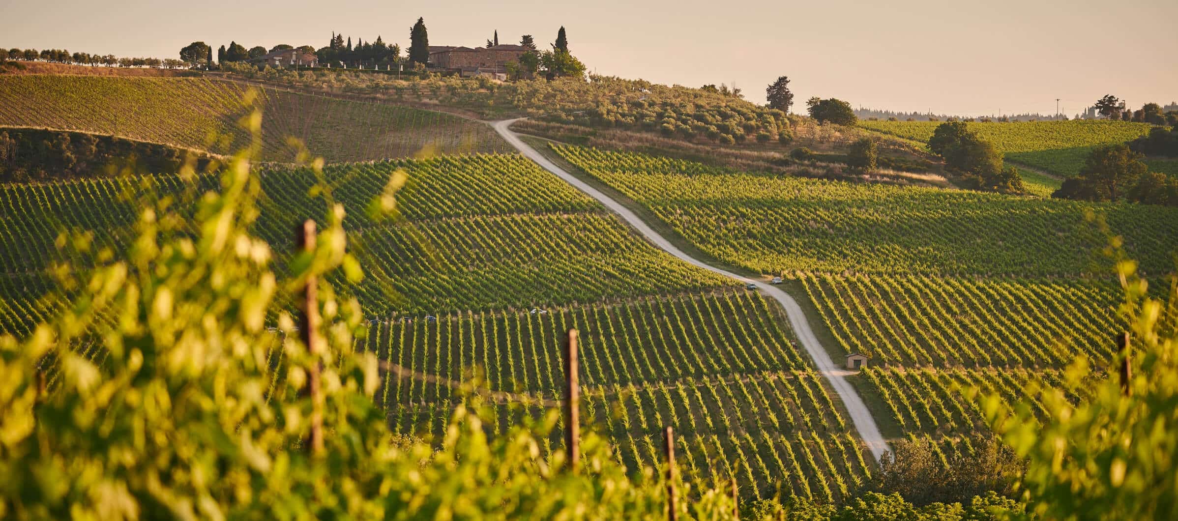 An Experience - Winery X Webflow Template