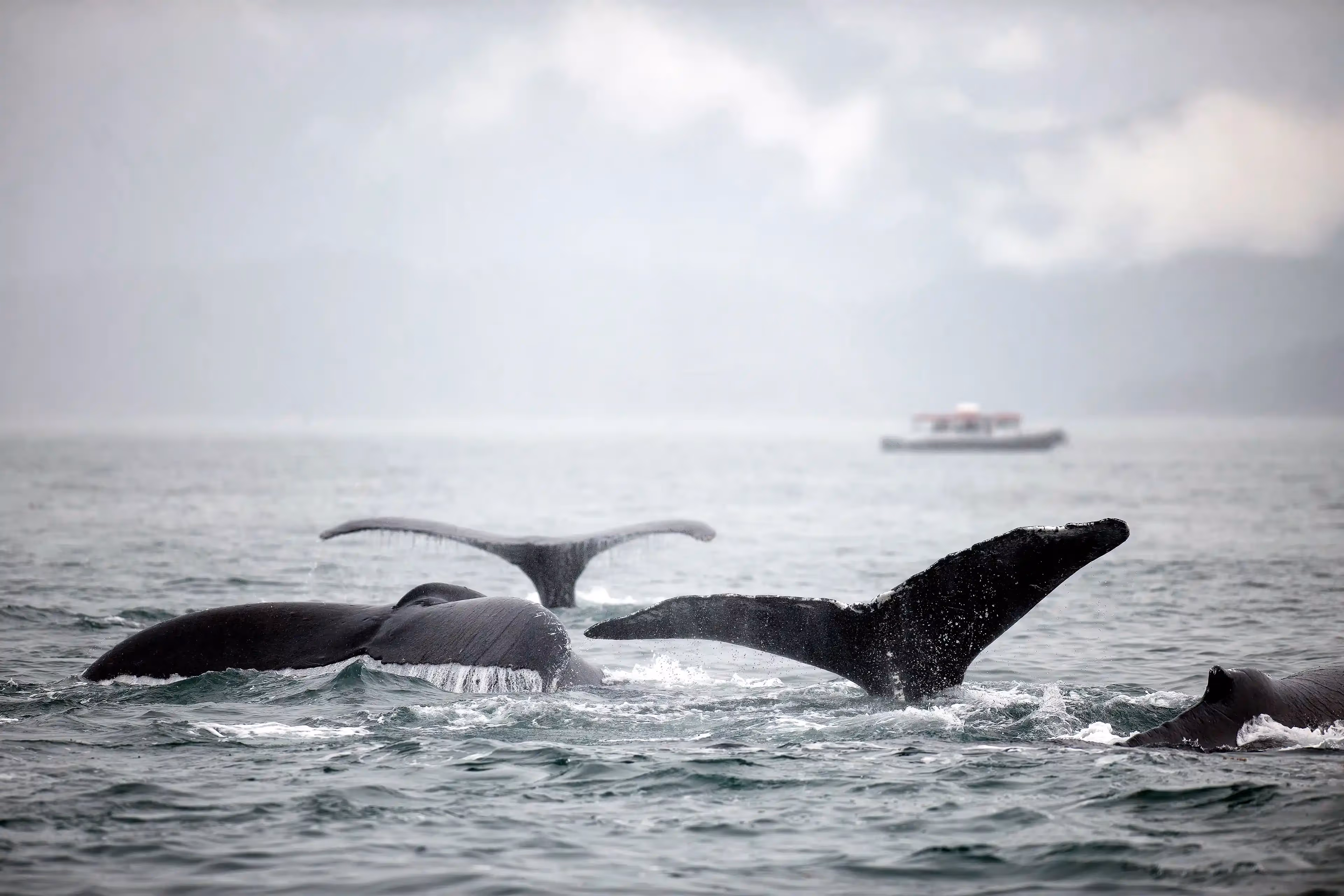 Humpback whale breaching the surface in Alaska’s pristine waters.