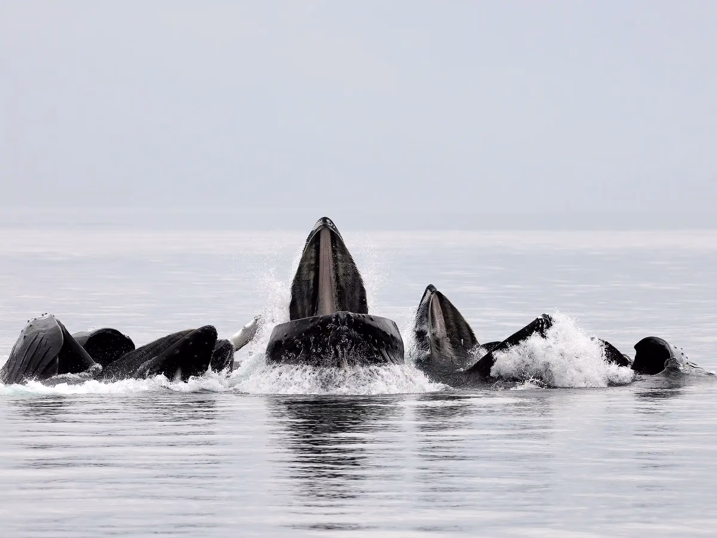 Alaska Wilderness Charters—Whale Watching—John Schnell Photography