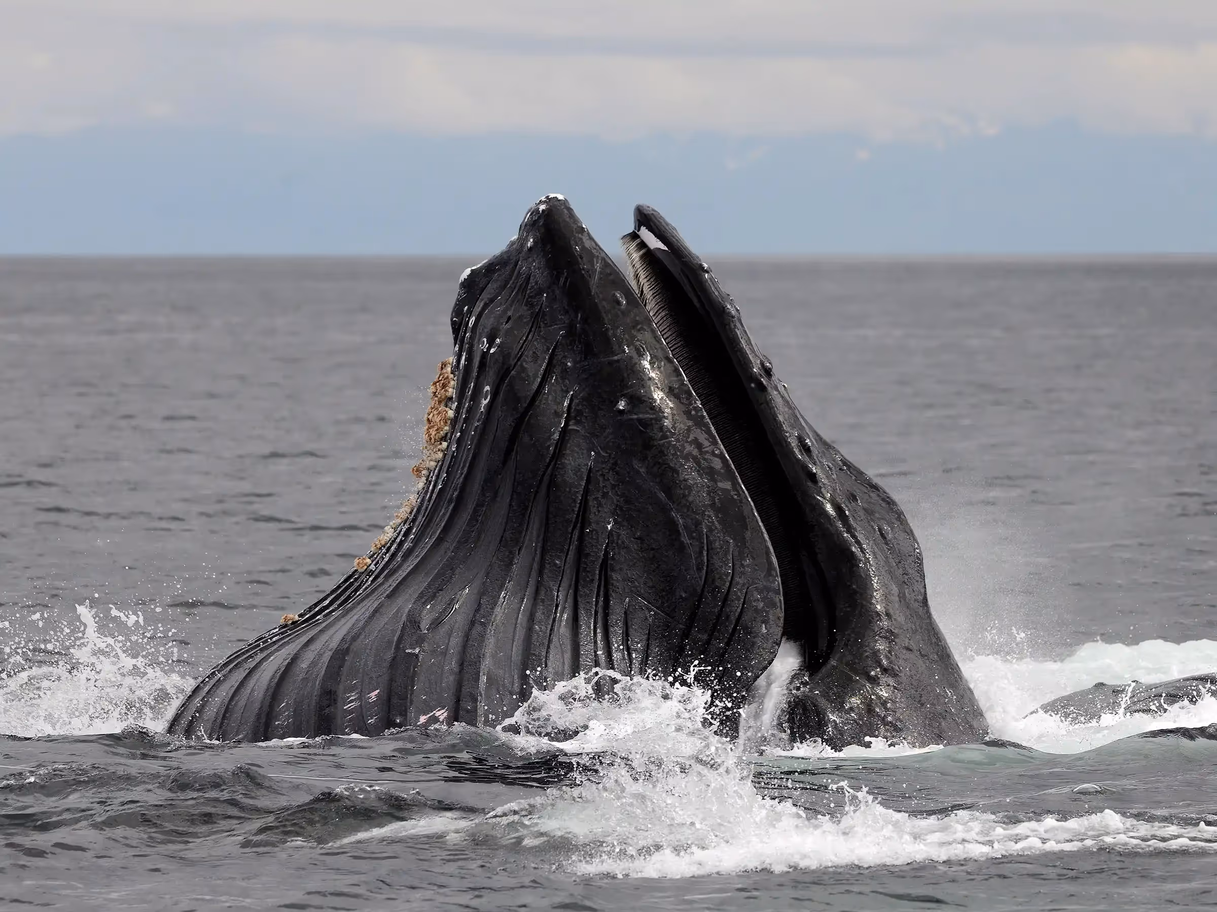 Alaska Wilderness Charters—Whale Watching—John Schnell Photography