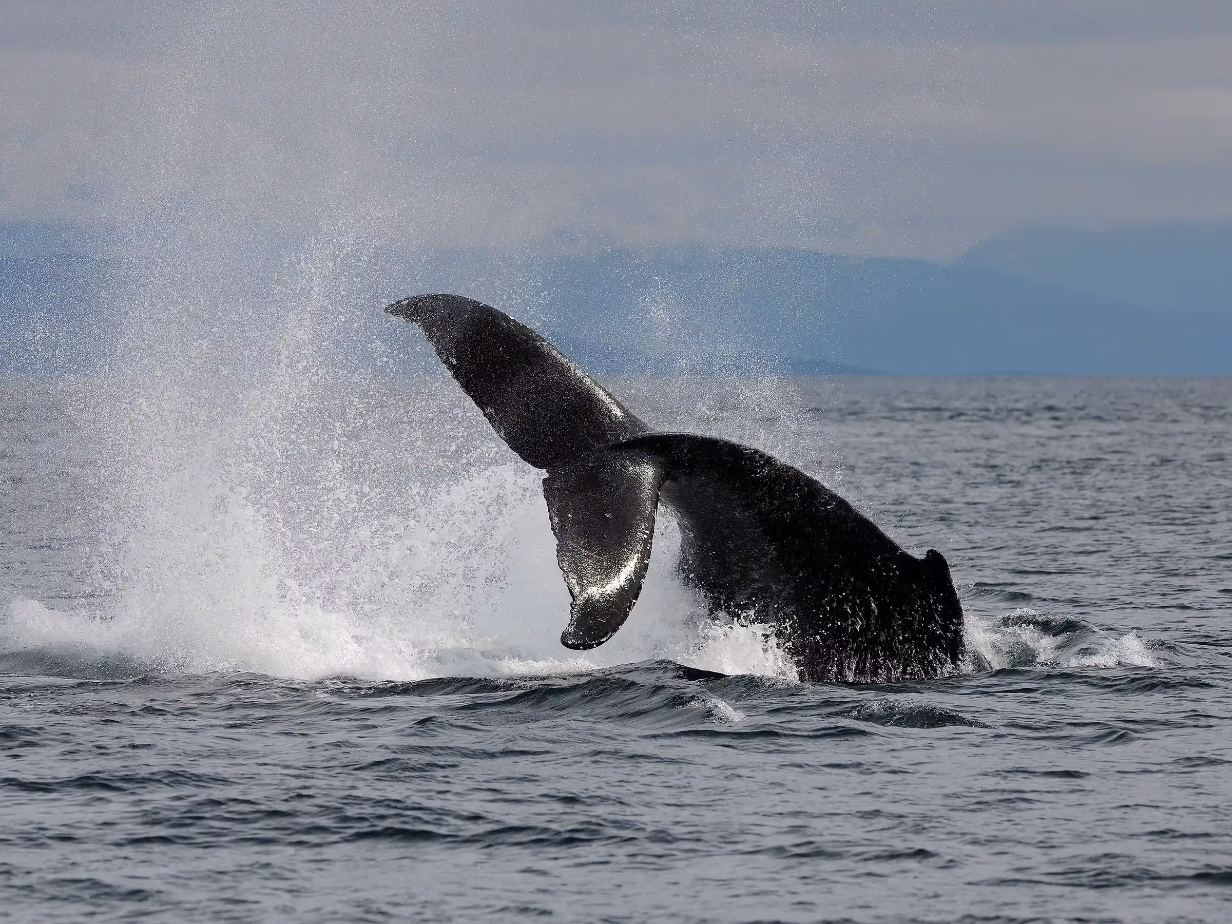 Alaska Wilderness Charters—Whale Watching—John Schnell Photography