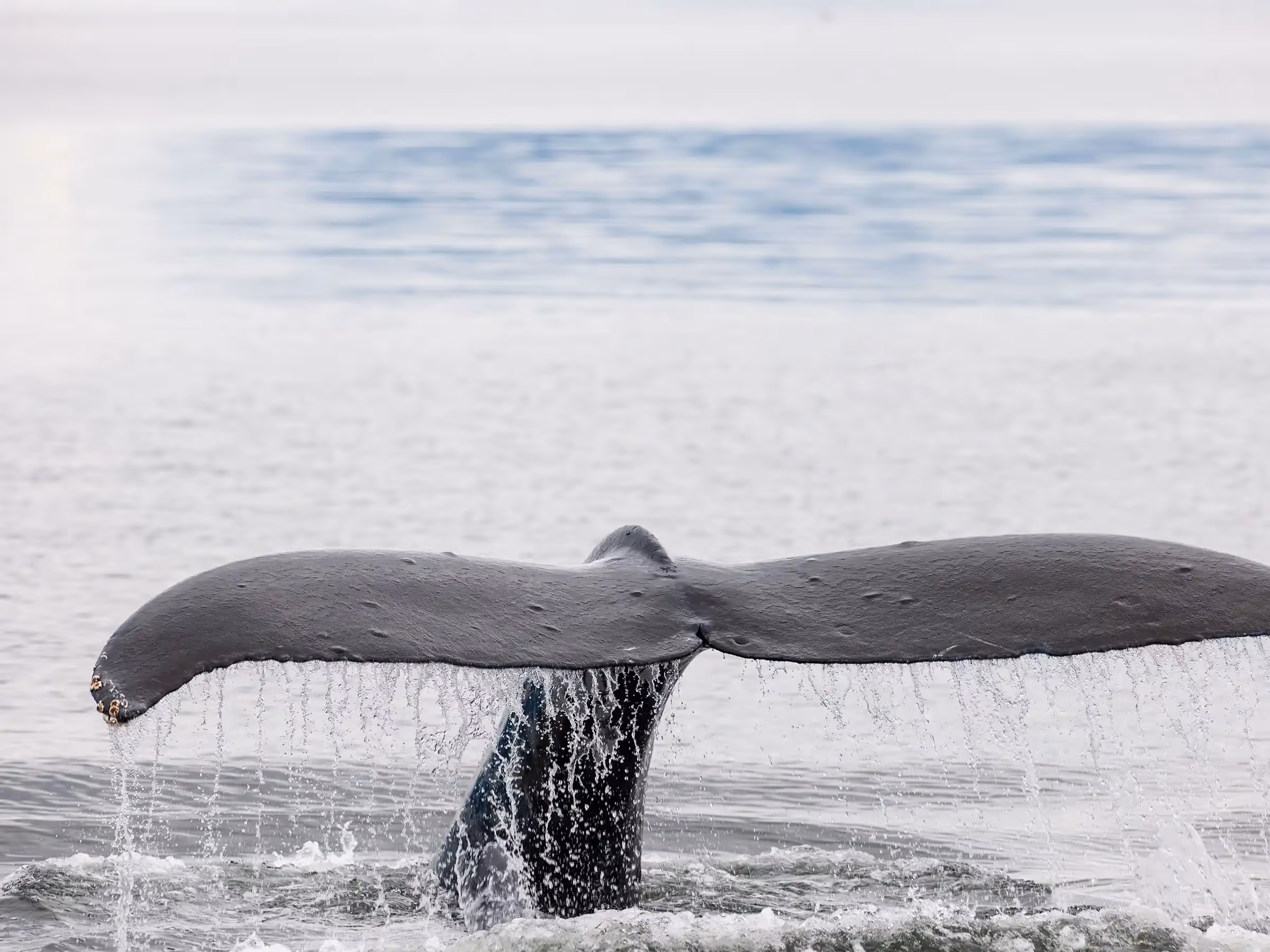 Alaska Wilderness Charters—Whale Watching—John Schnell Photography