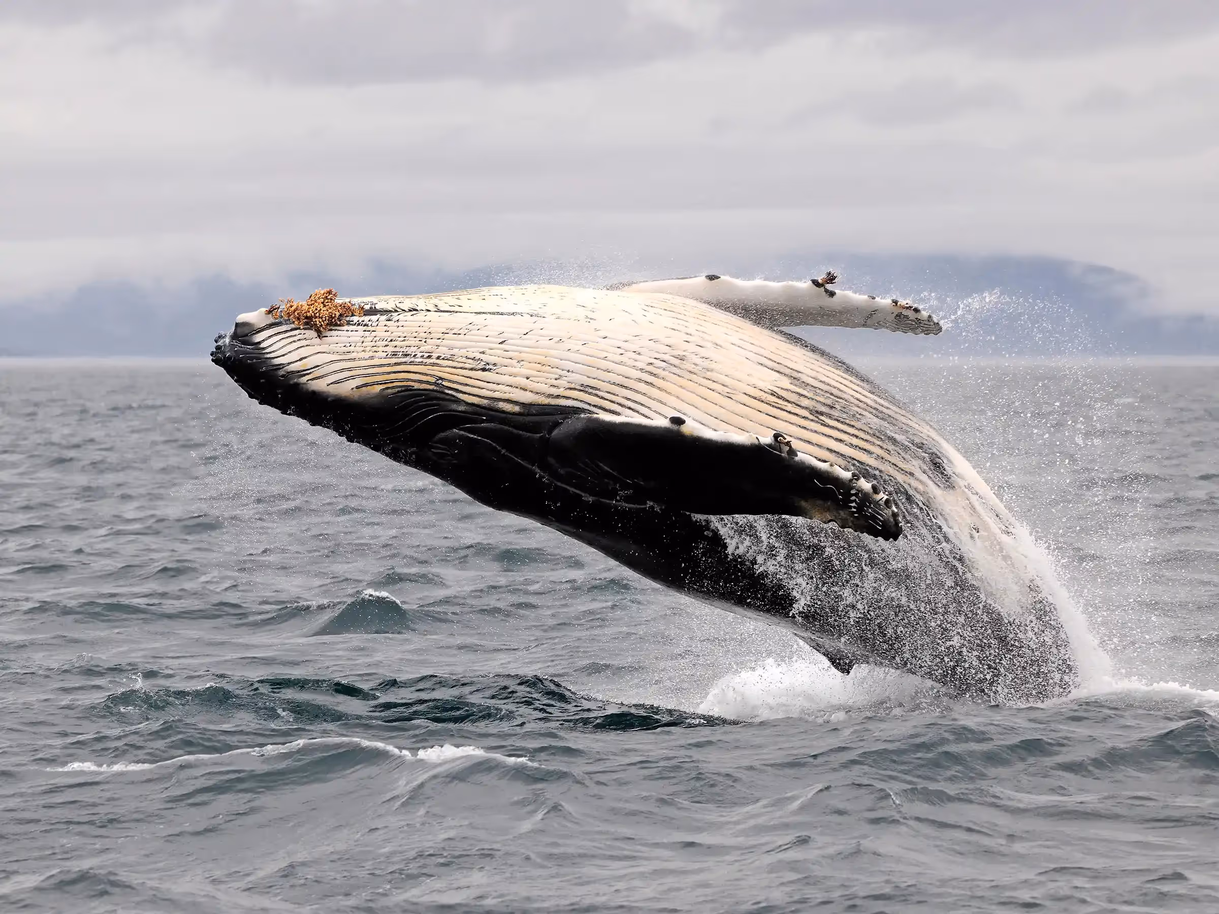 Alaska Wilderness Charters—Whale Watching—John Schnell Photography