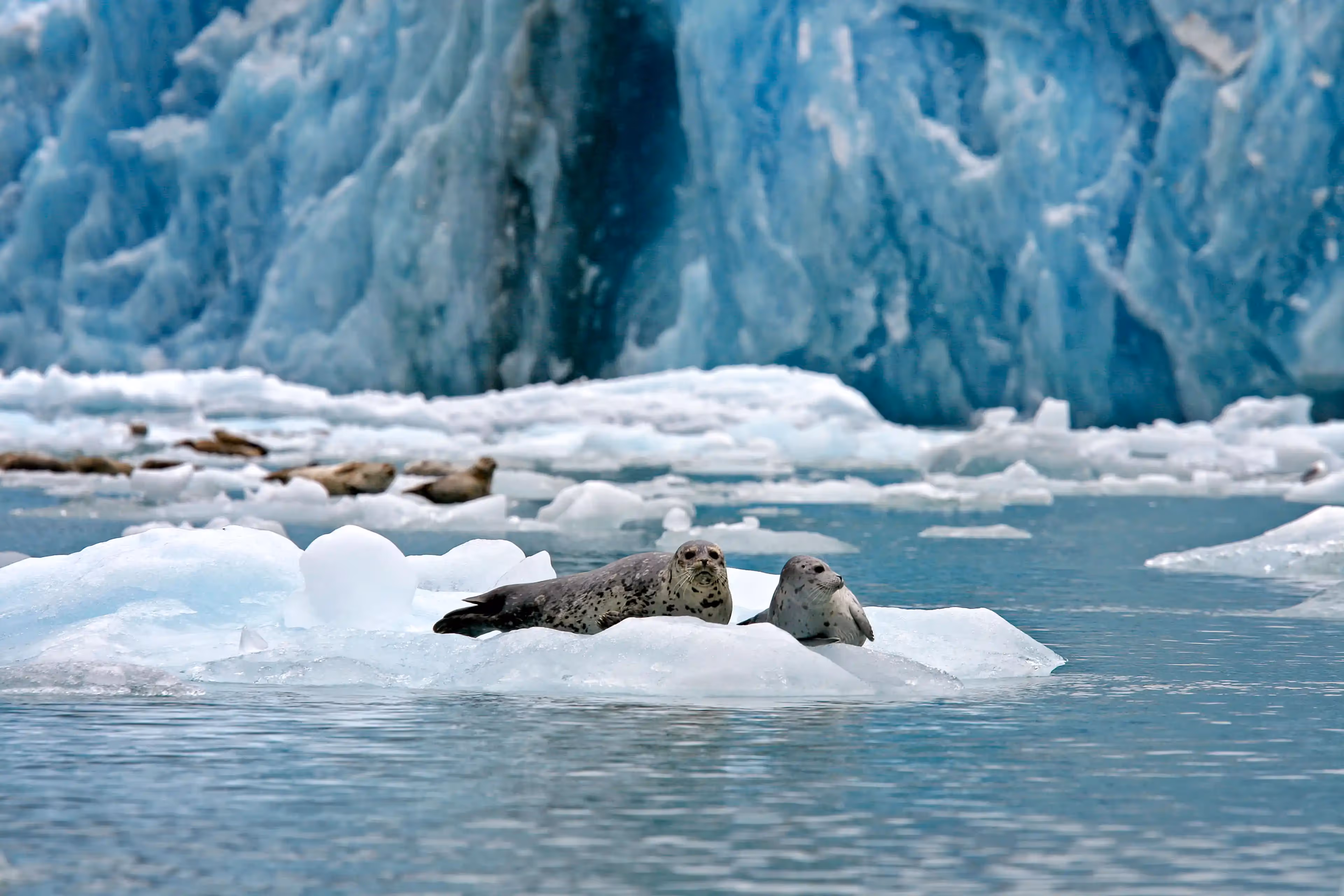A vast glacier glistening under the Alaskan sky, showcasing its natural beauty.