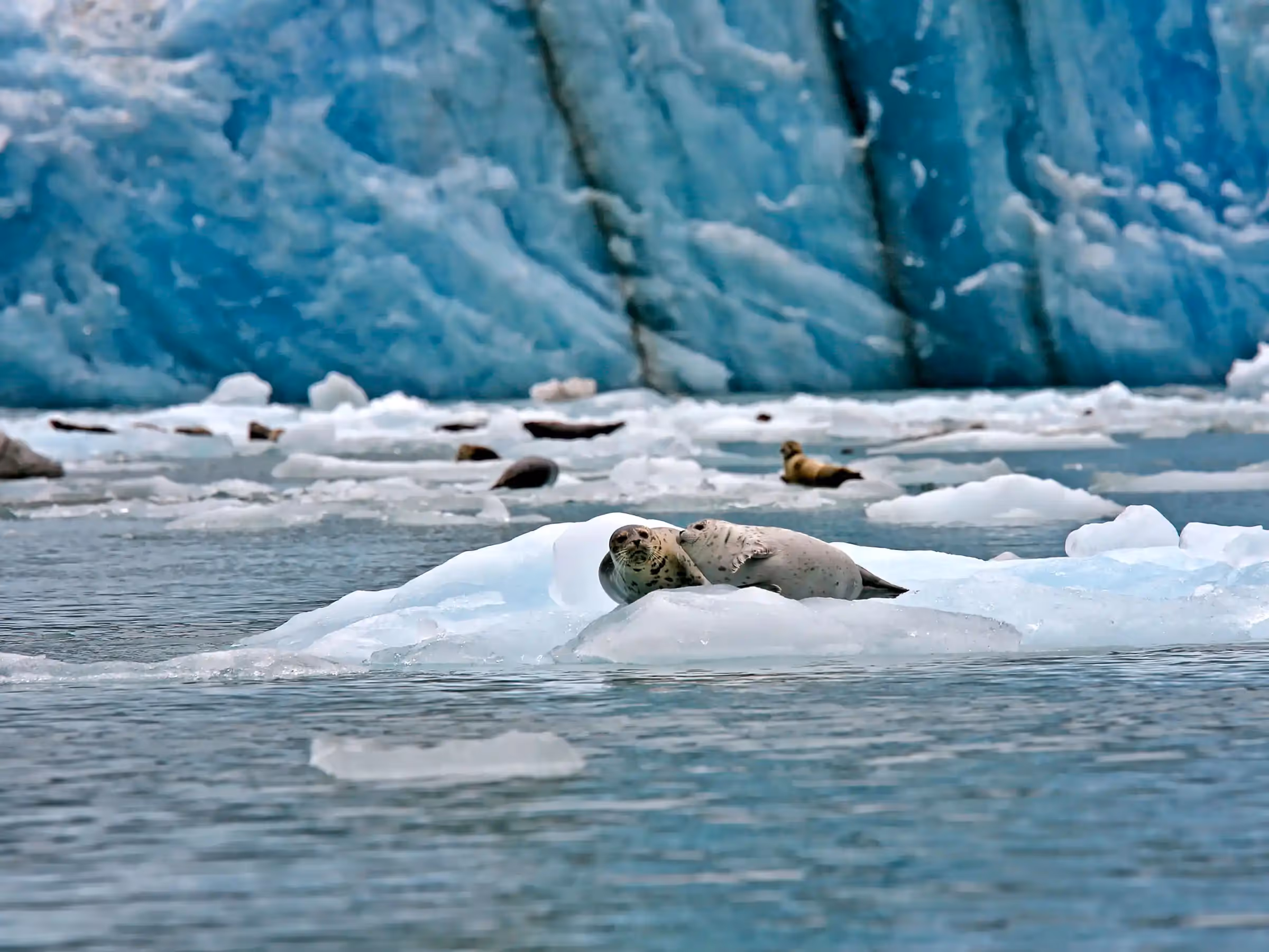 Alaska Wilderness Charters—Glaciers and Icebergs—John Schnell Photography