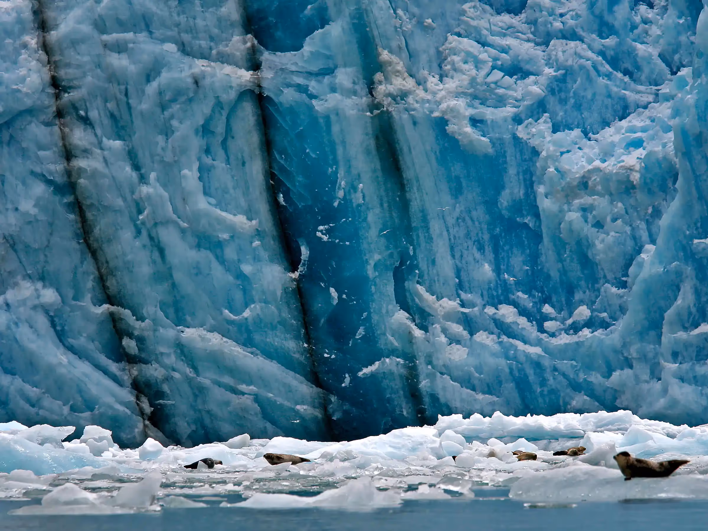 Alaska Wilderness Charters—Glaciers and Icebergs—John Schnell Photography