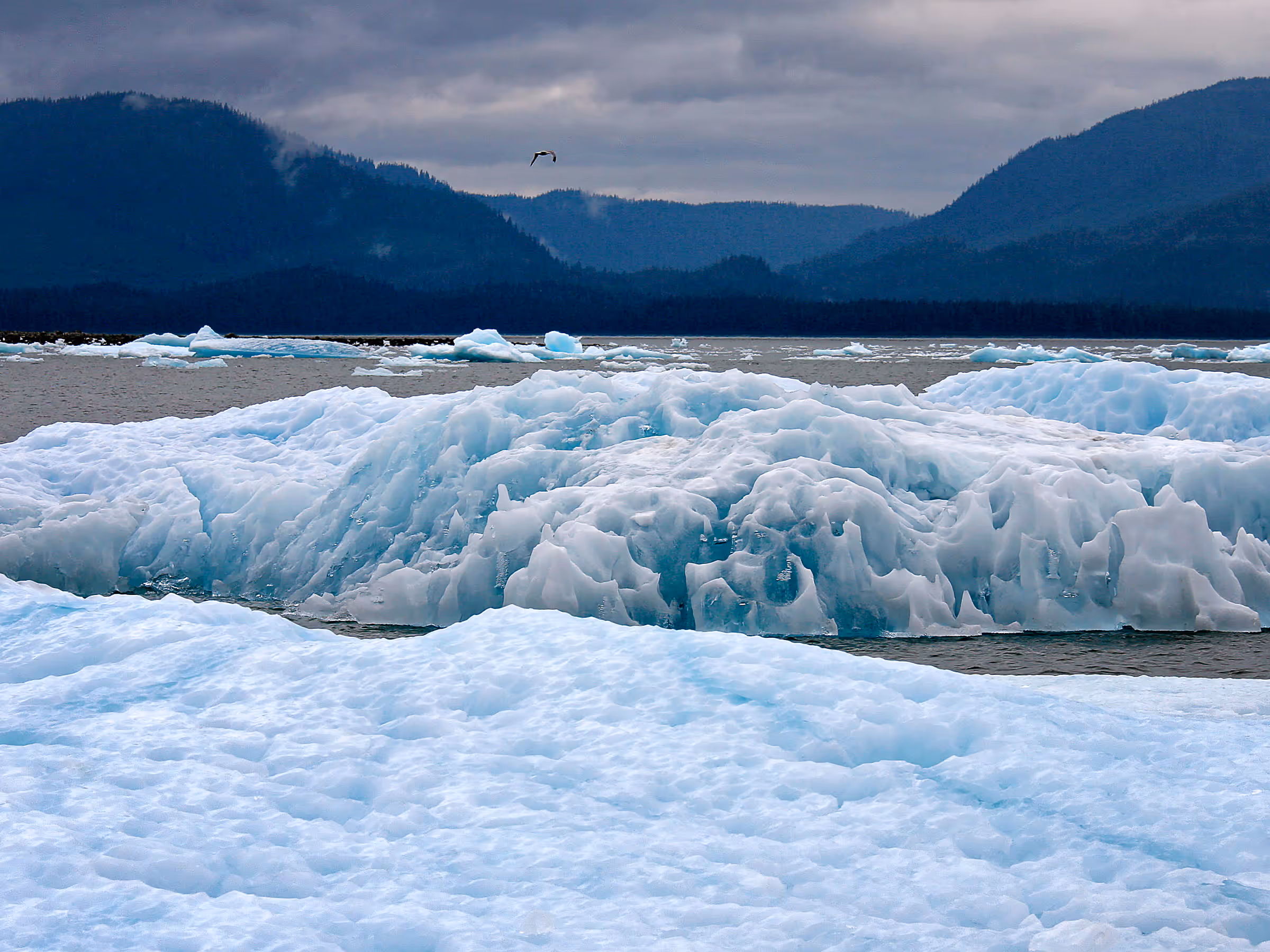 Alaska Wilderness Charters—Icebergs—John Schnell Photography