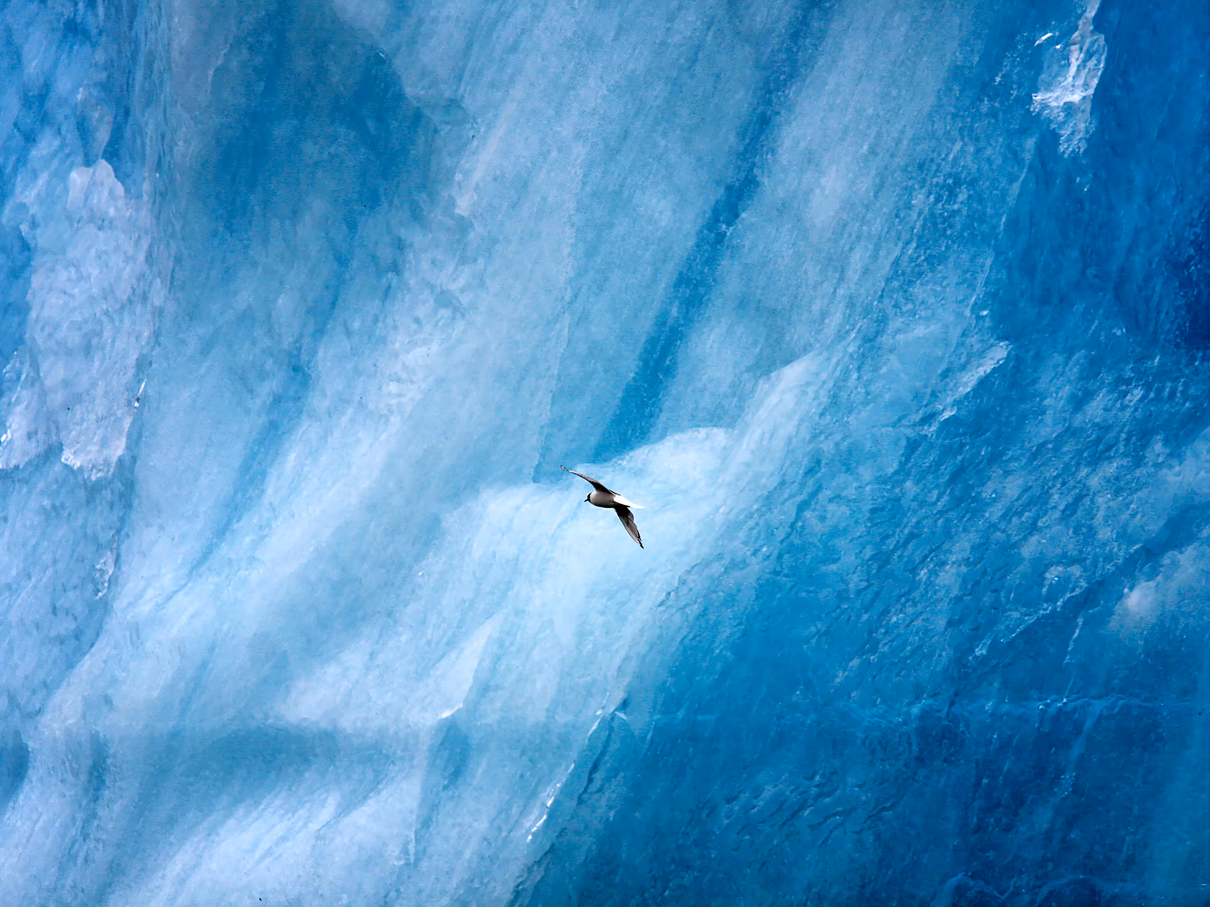 Alaska Wilderness Charters—Icebergs—John Schnell Photography