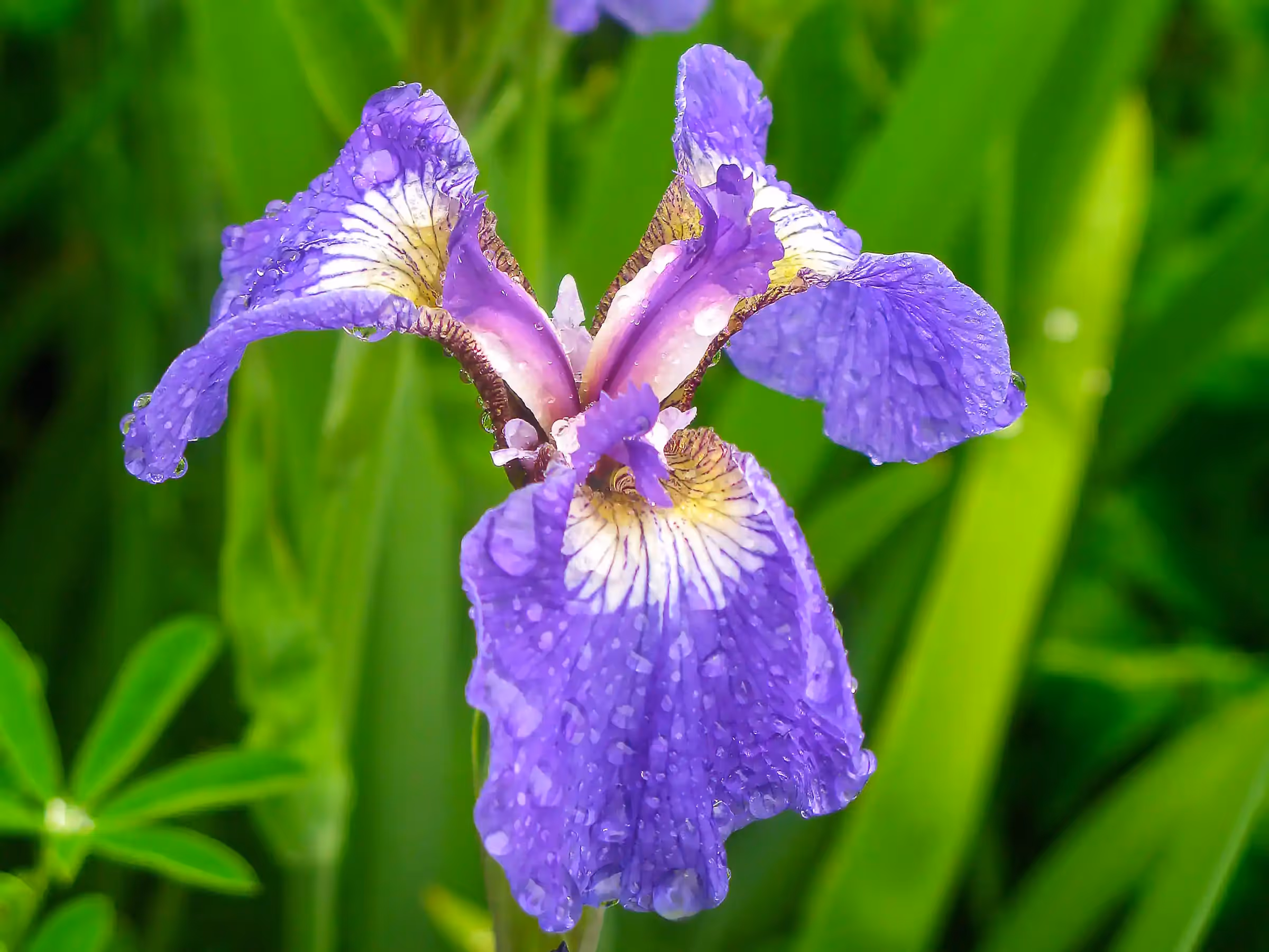 Alaska Wilderness Charters—Wildflowers—John Schnell Photography