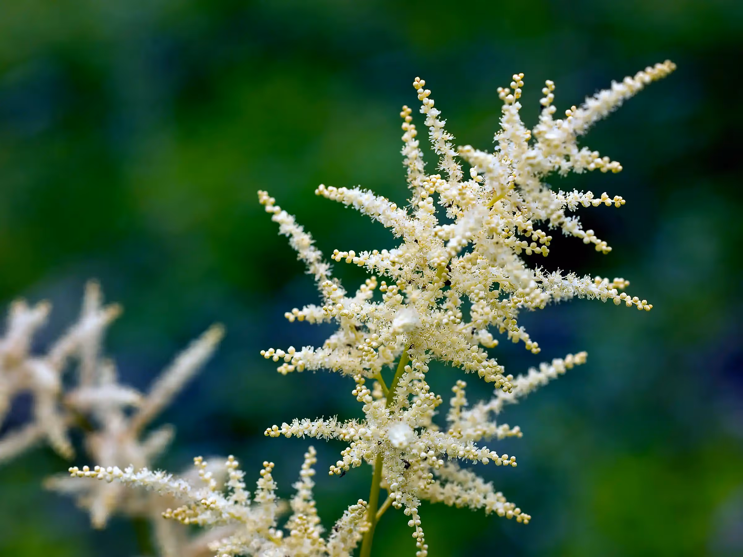Alaska Wilderness Charters—Wildflowers—John Schnell Photography