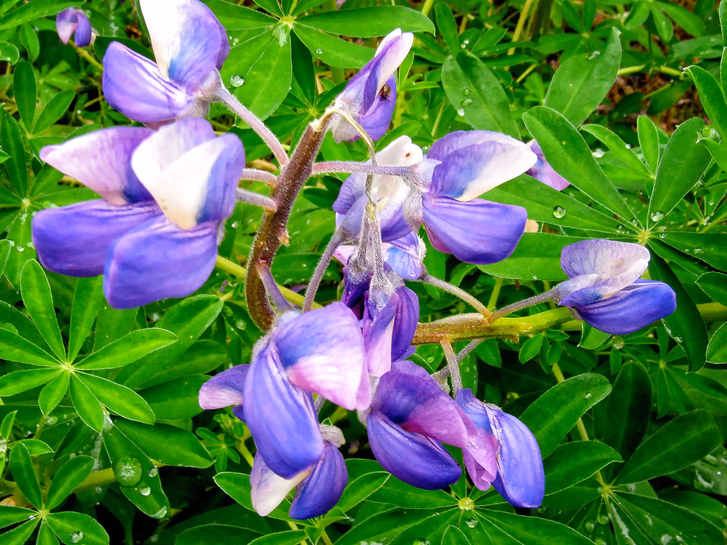Alaska Wilderness Charters—Wildflowers—John Schnell Photography