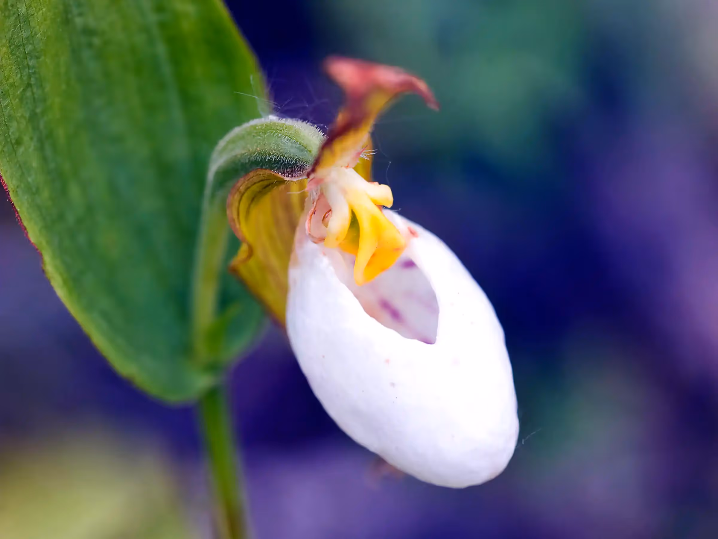 Alaska Wilderness Charters—Wildflowers—John Schnell Photography