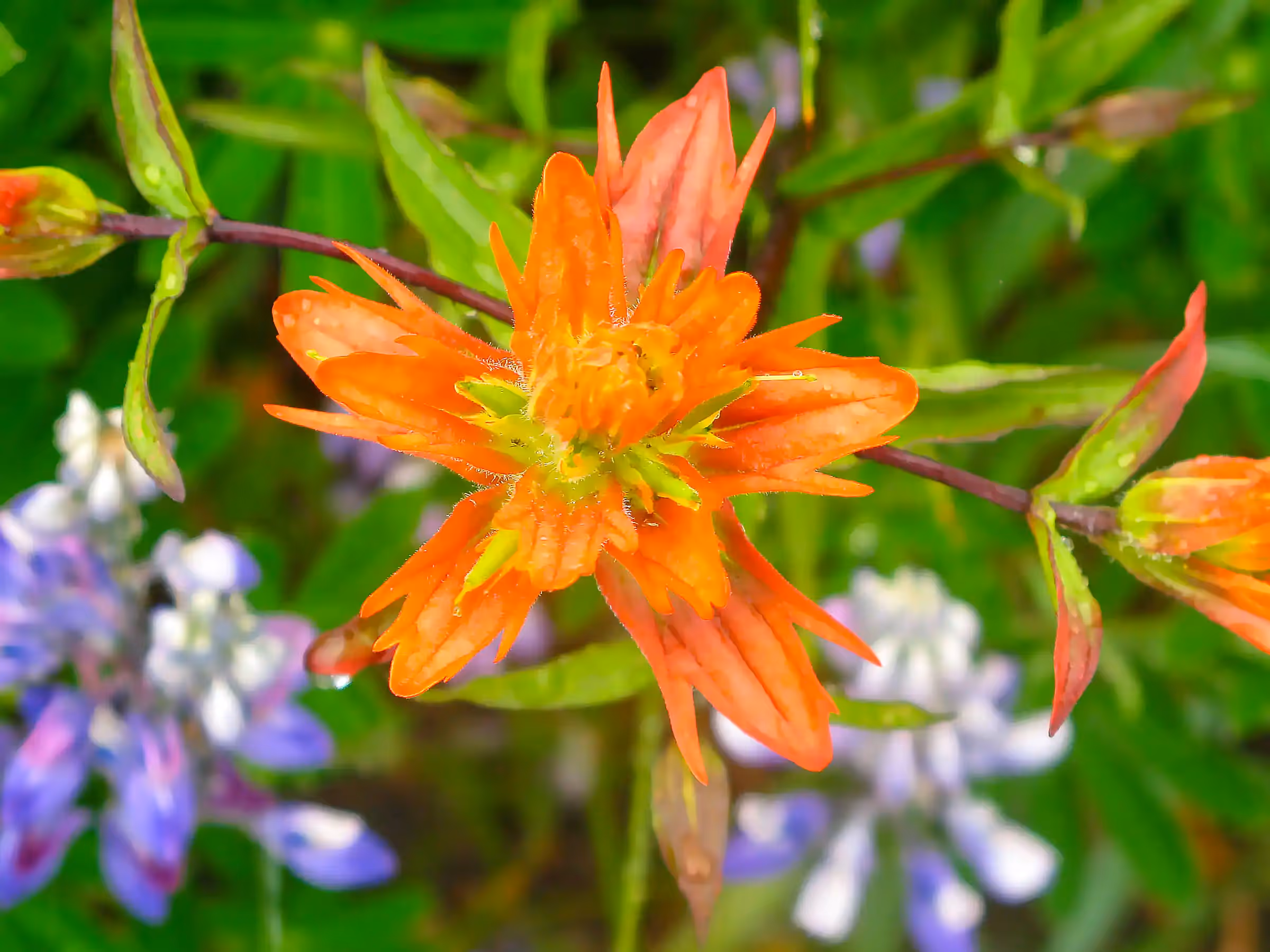 Alaska Wilderness Charters—Wildflowers—John Schnell Photography