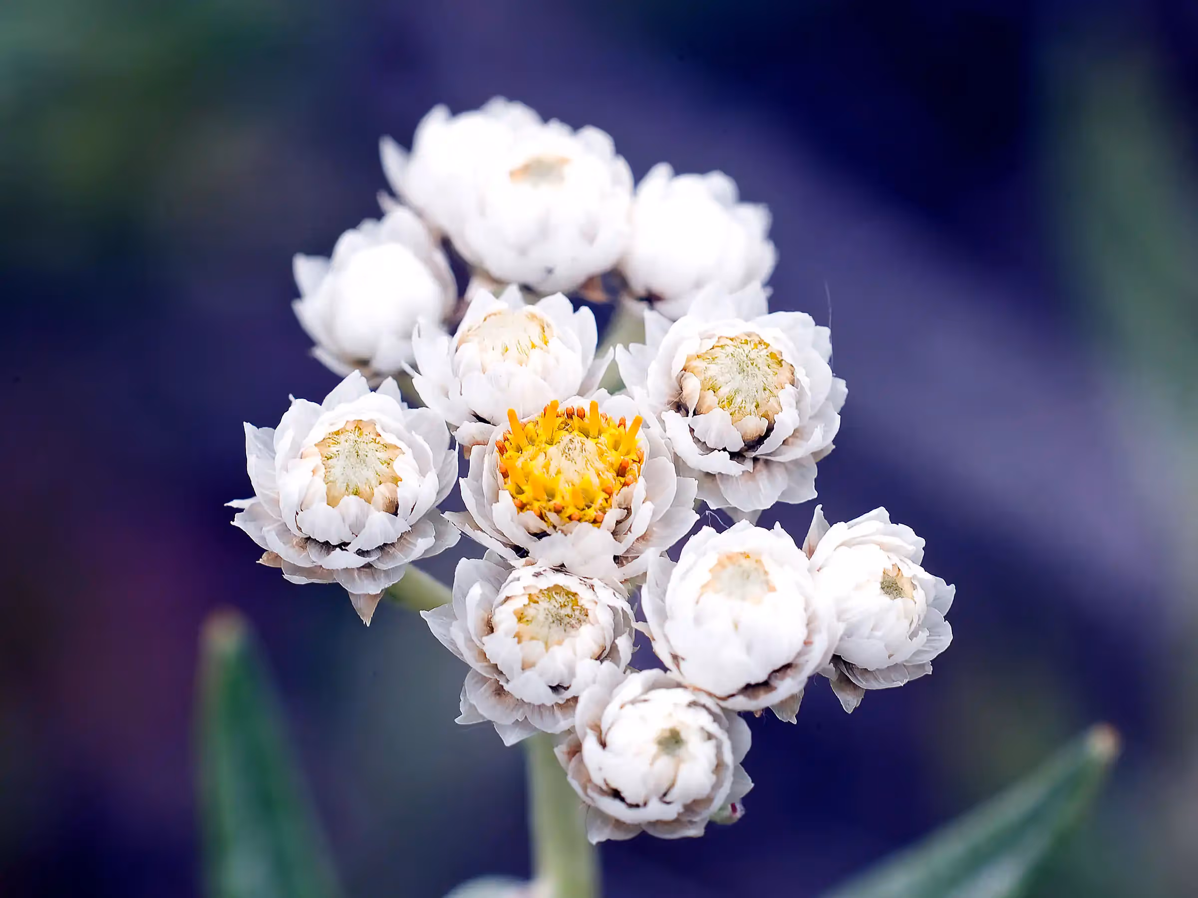 Alaska Wilderness Charters—Wildflowers—John Schnell Photography