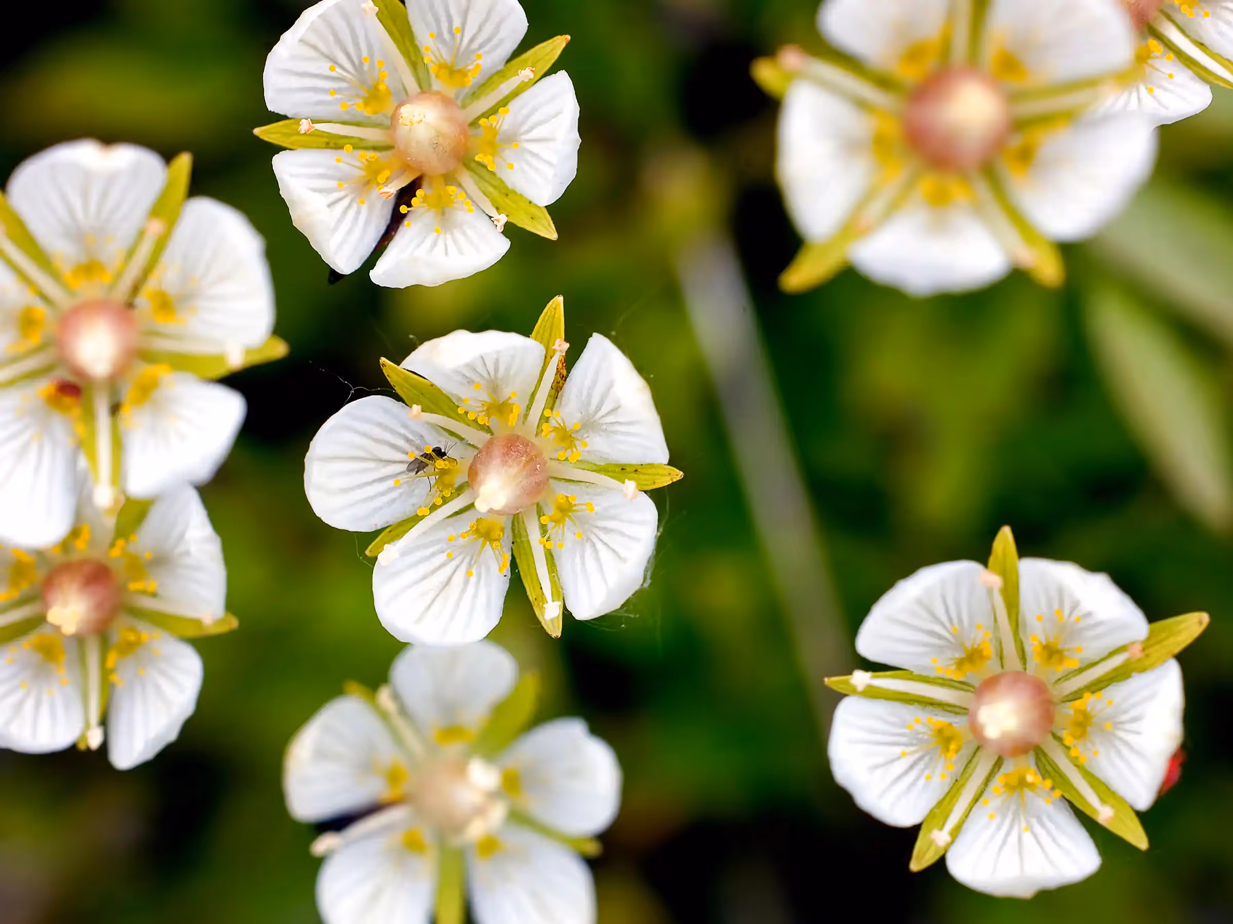 Alaska Wilderness Charters—Wildflowers—John Schnell Photography