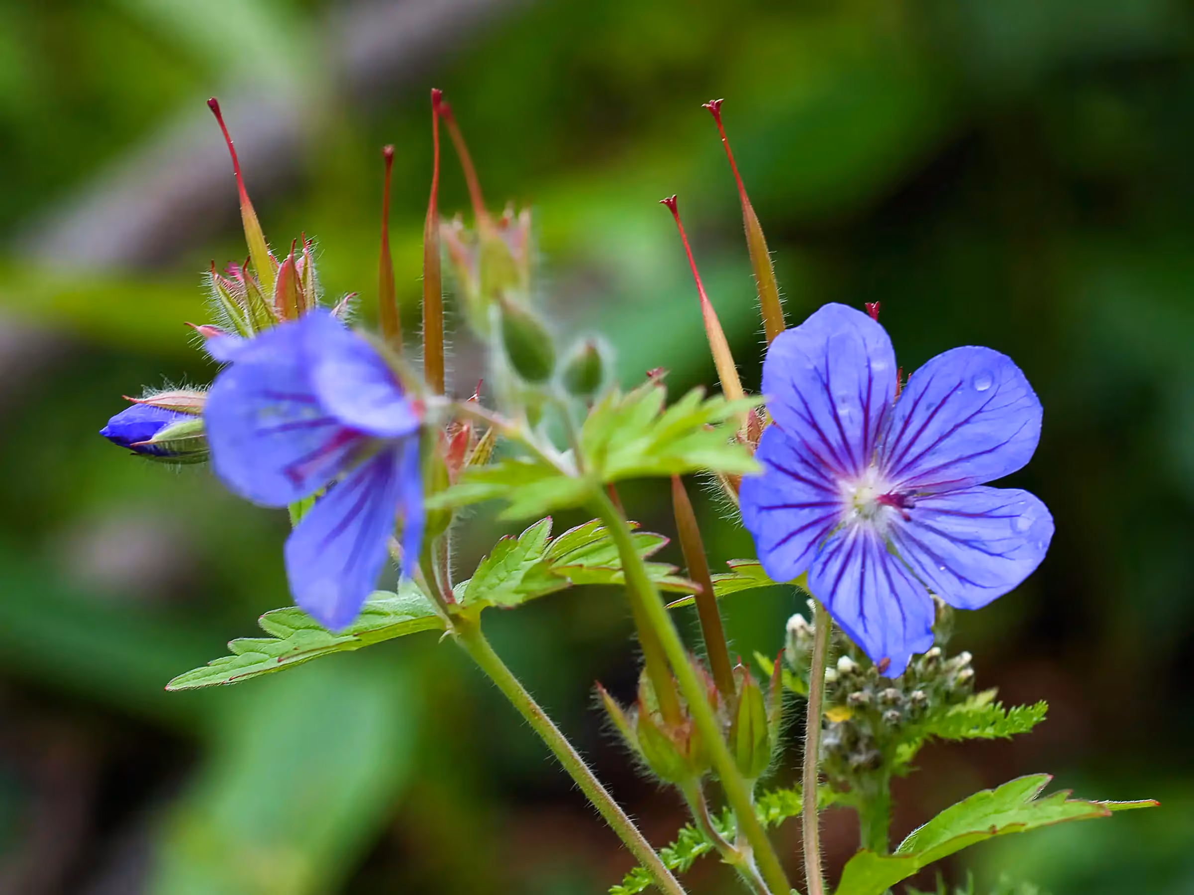 Alaska Wilderness Charters—Wildflowers—John Schnell Photography