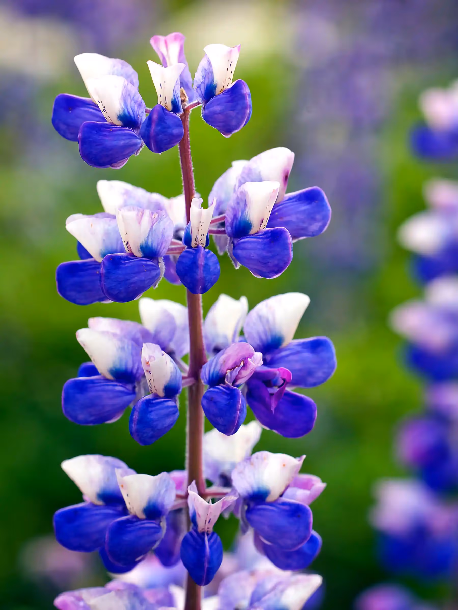 Alaska Wilderness Charters—Wildflowers—John Schnell Photography