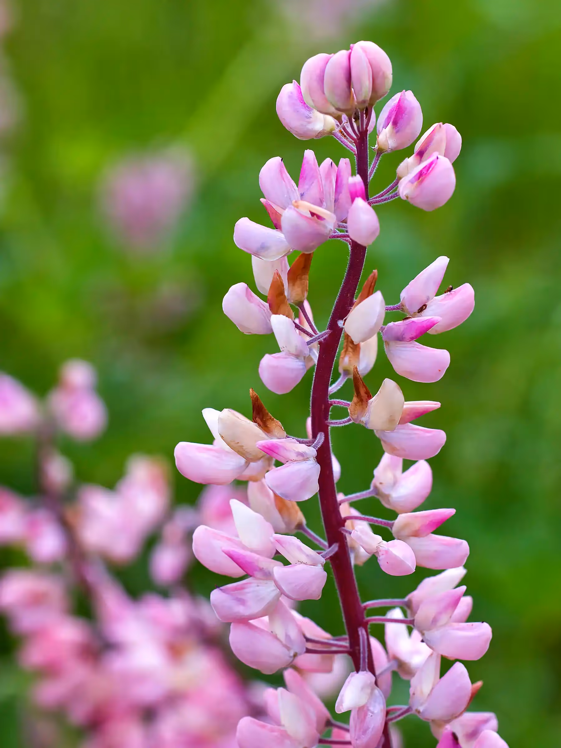 Alaska Wilderness Charters—Wildflowers—John Schnell Photography
