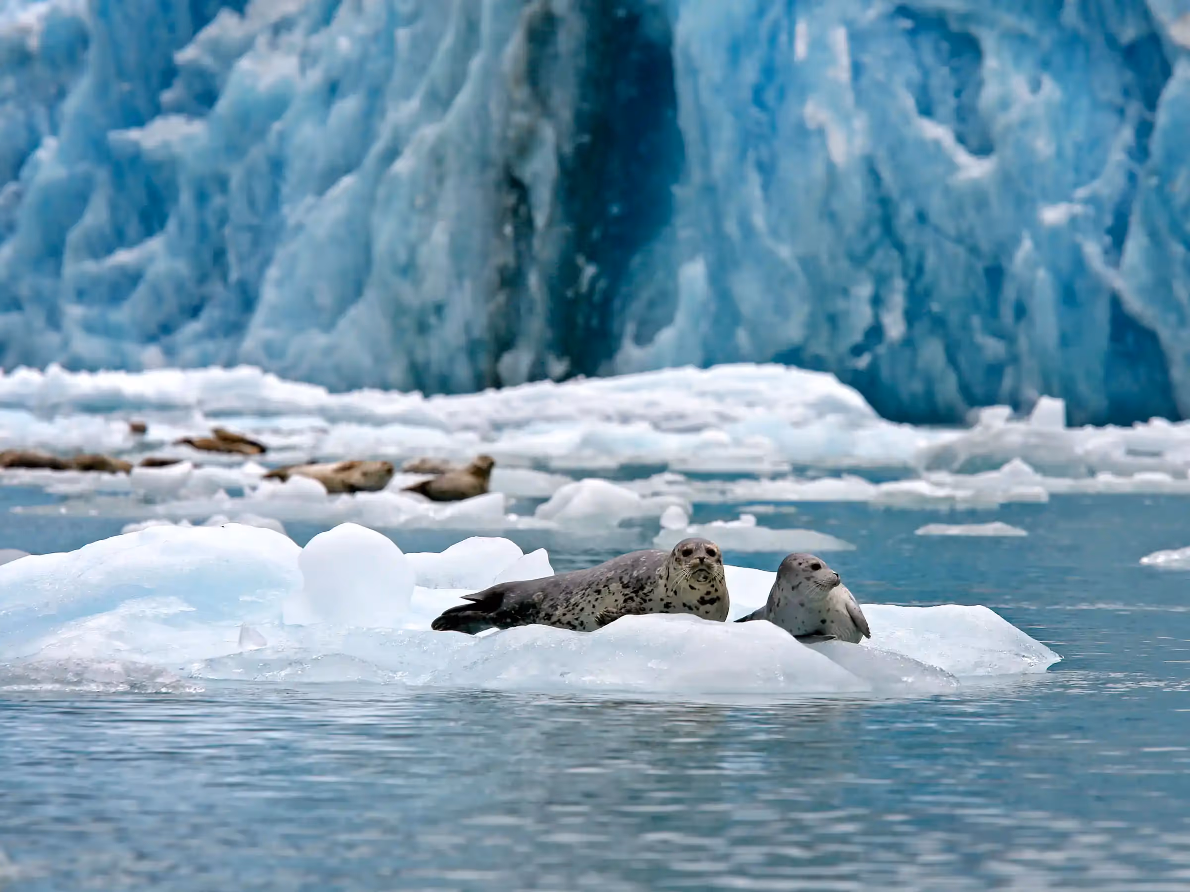Alaska Wilderness Charters—Dawes Glacier—John Schnell Photography
