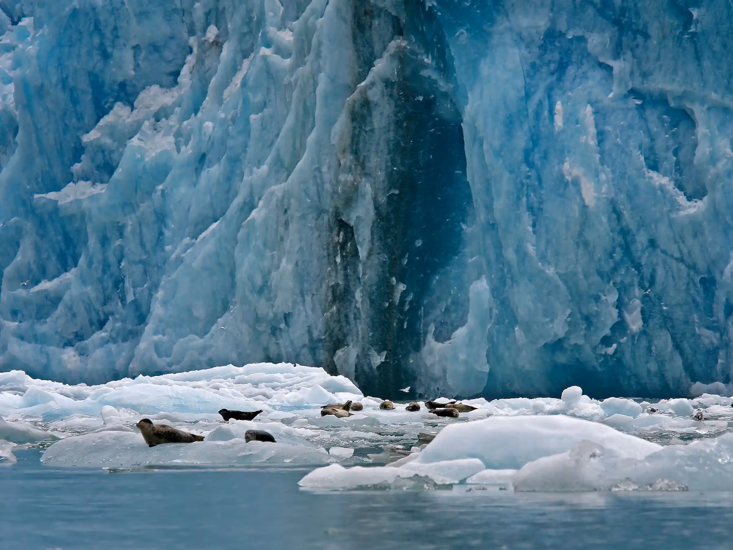 Alaska Wilderness Charters—Dawes Glacier—John Schnell Photography