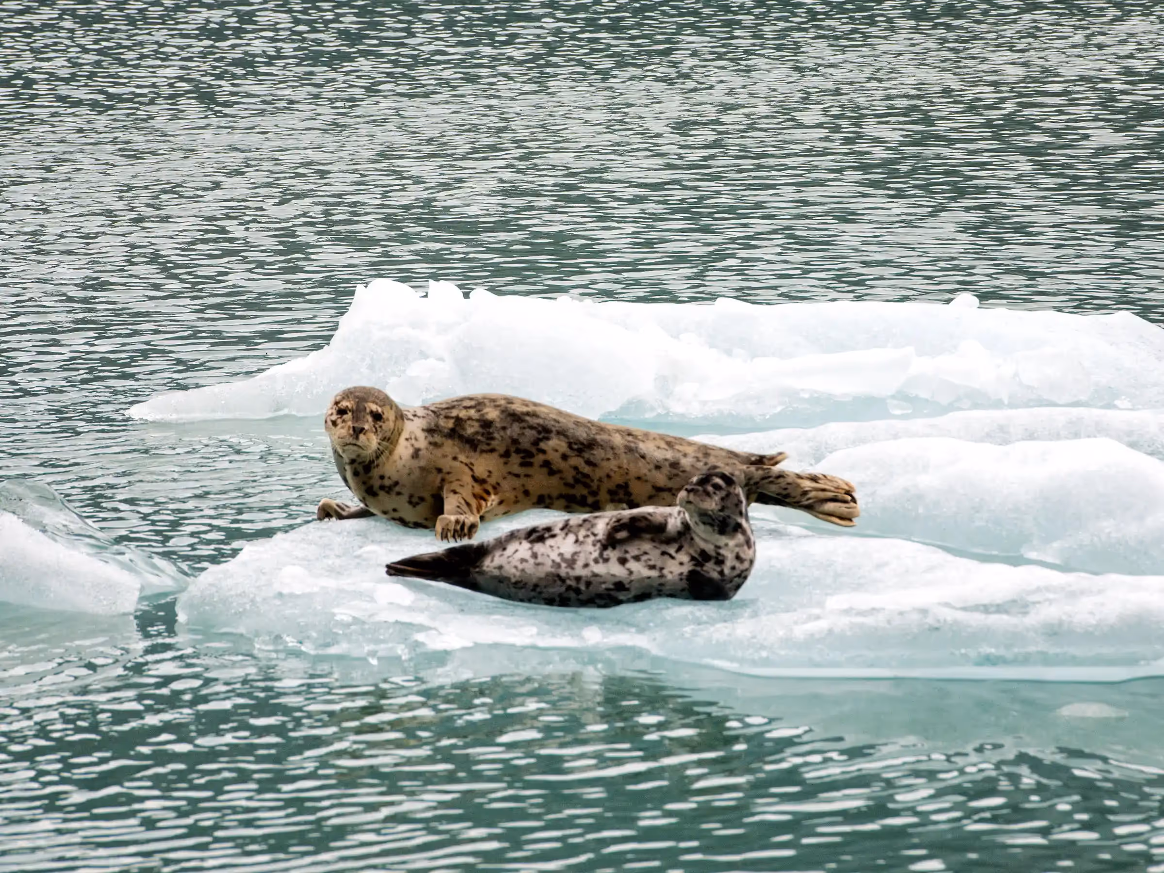 Alaska Wilderness Charters—Endicott Arm—John Schnell Photography