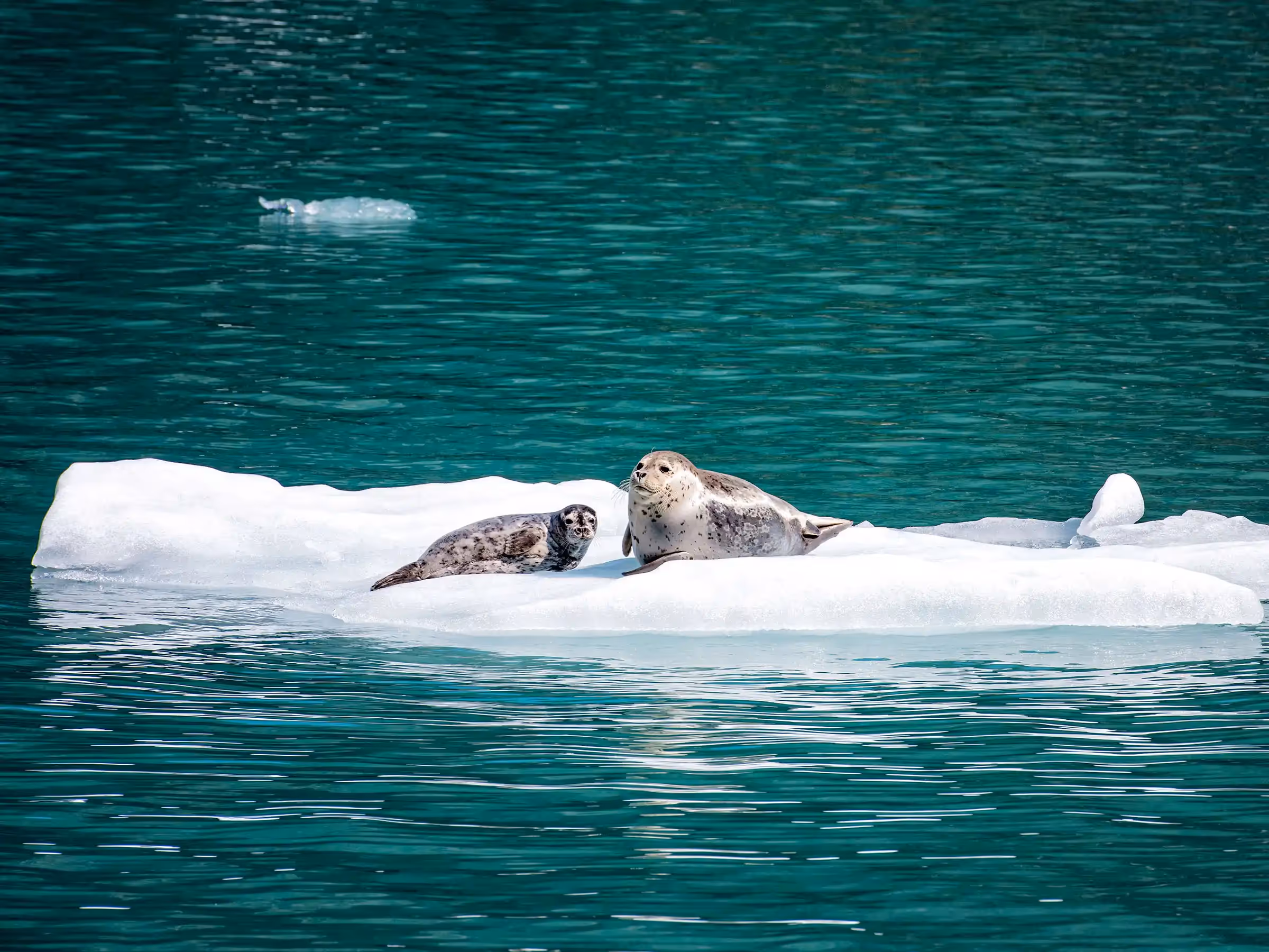 Alaska Wilderness Charters—Endicott Arm—John Schnell Photography
