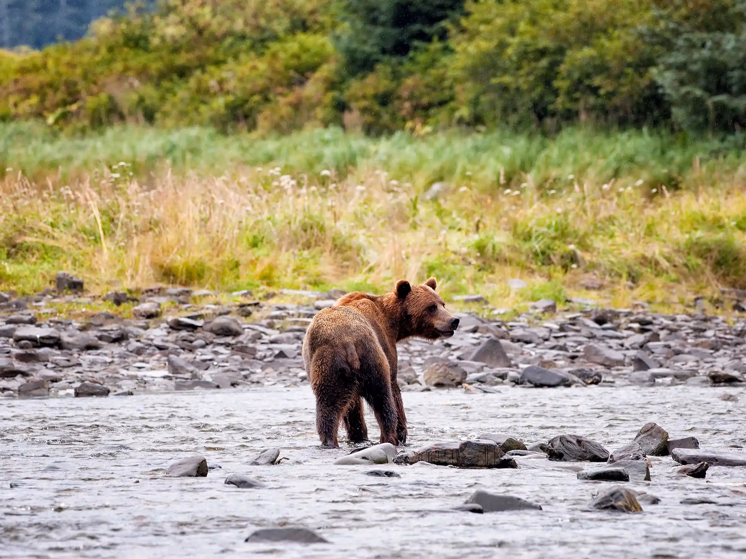 Alaska Wilderness Charters—Brown Bears and Black Bears—John Schnell Photography