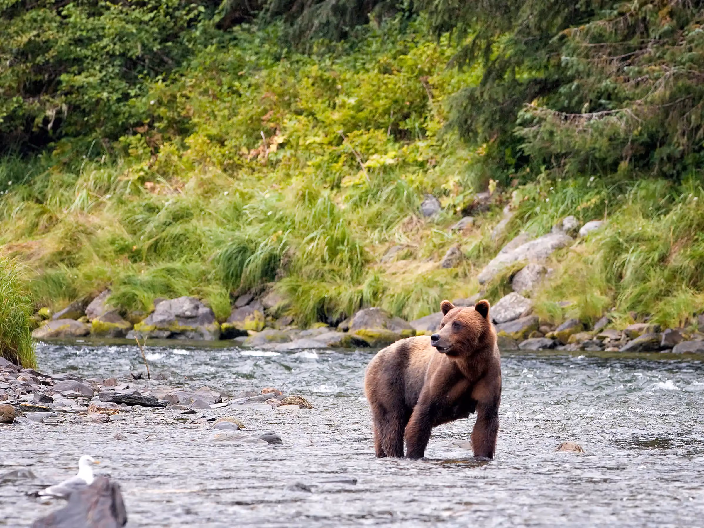 Alaska Wilderness Charters—Brown Bears and Black Bears—John Schnell Photography
