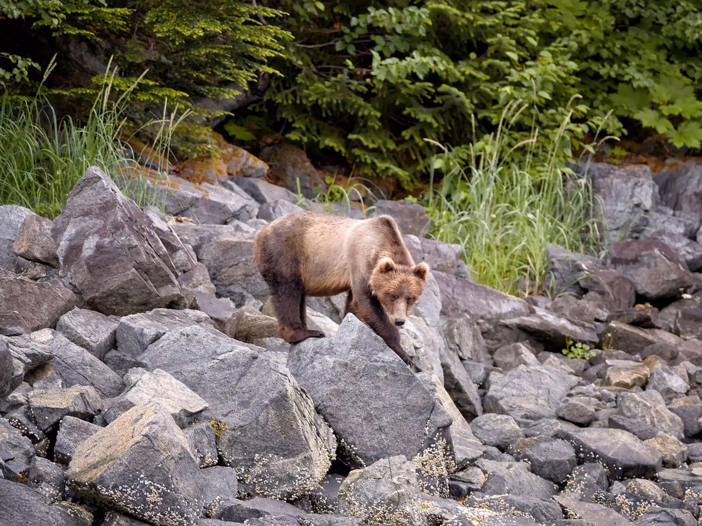 Alaska Wilderness Charters—Brown Bears and Black Bears—John Schnell Photography