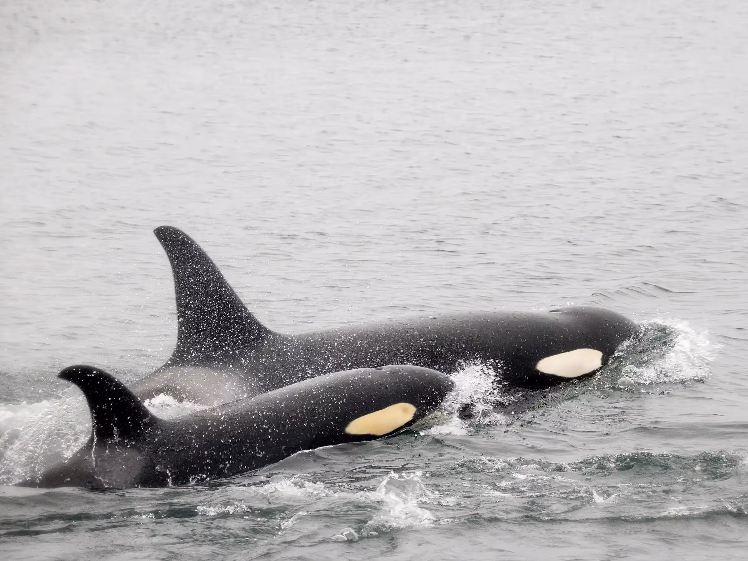 Alaska Wilderness Charters—Orcas (Killer Whales)—John Schnell Photography