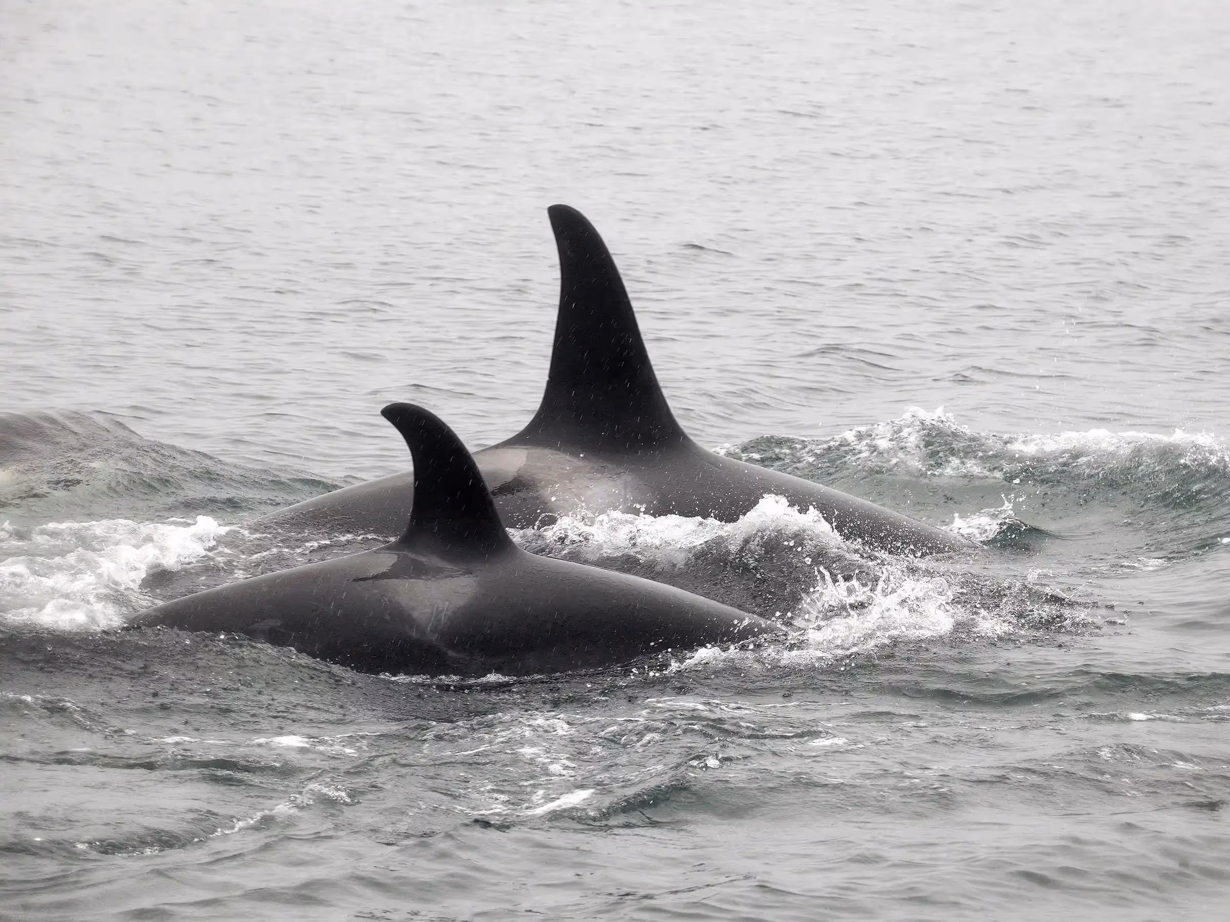 Alaska Wilderness Charters—Orcas (Killer Whales)—John Schnell Photography