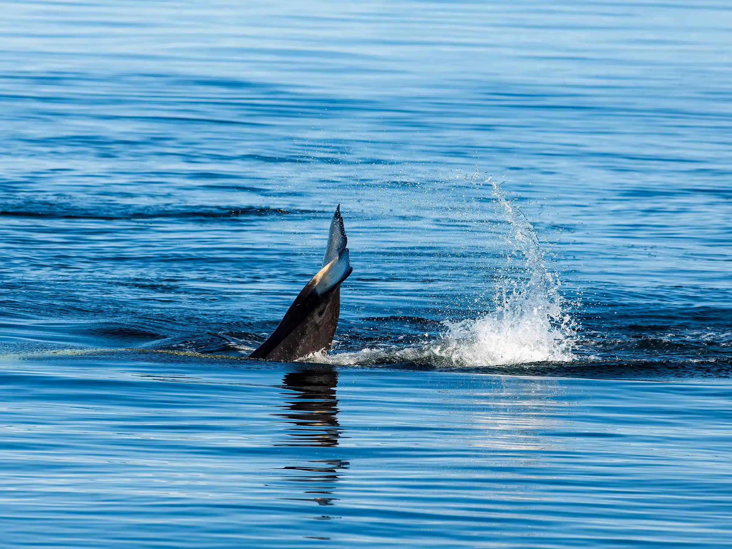 Alaska Wilderness Charters—Orcas (Killer Whales)—John Schnell Photography