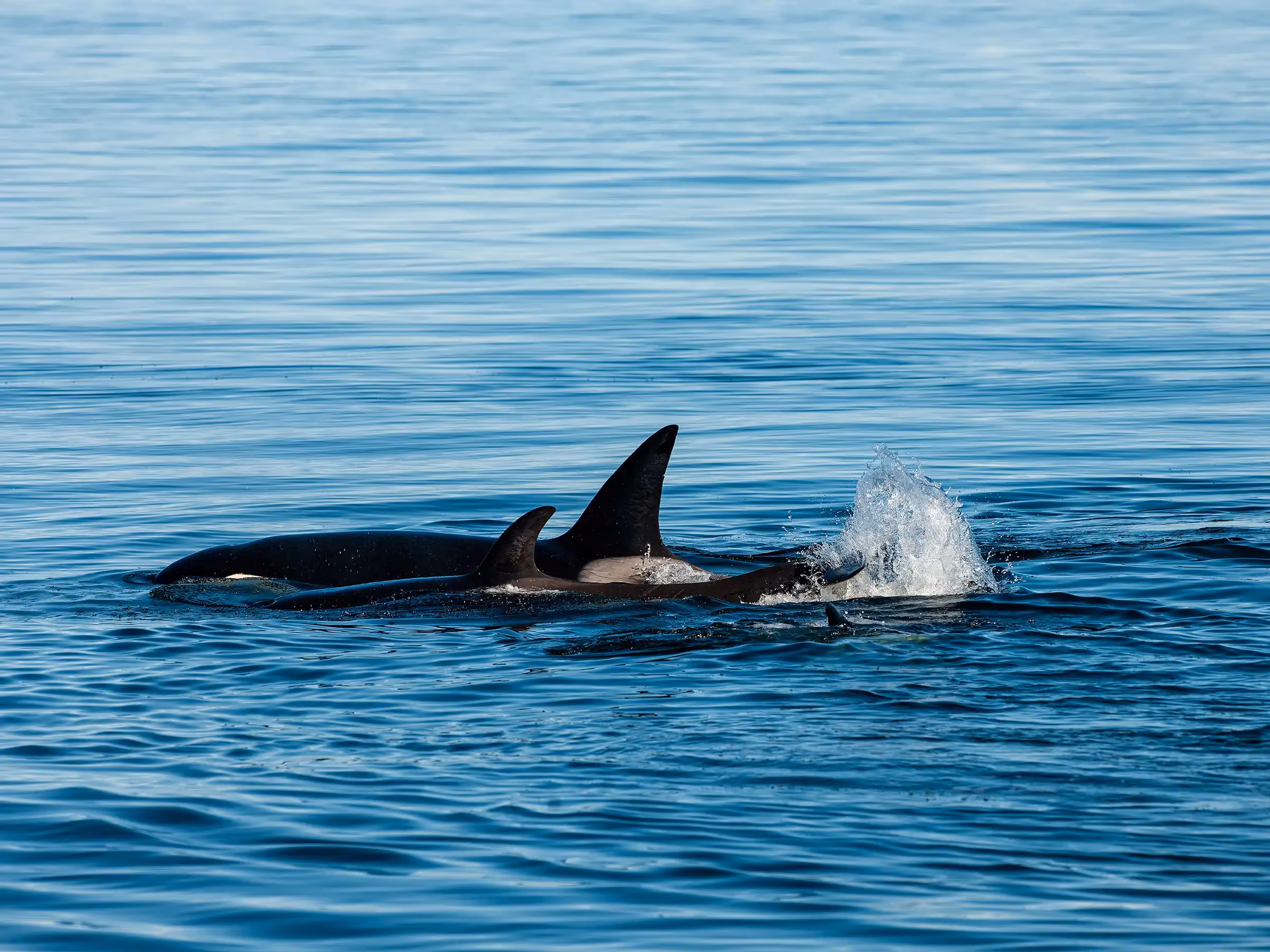 Alaska Wilderness Charters—Orcas (Killer Whales)—John Schnell Photography
