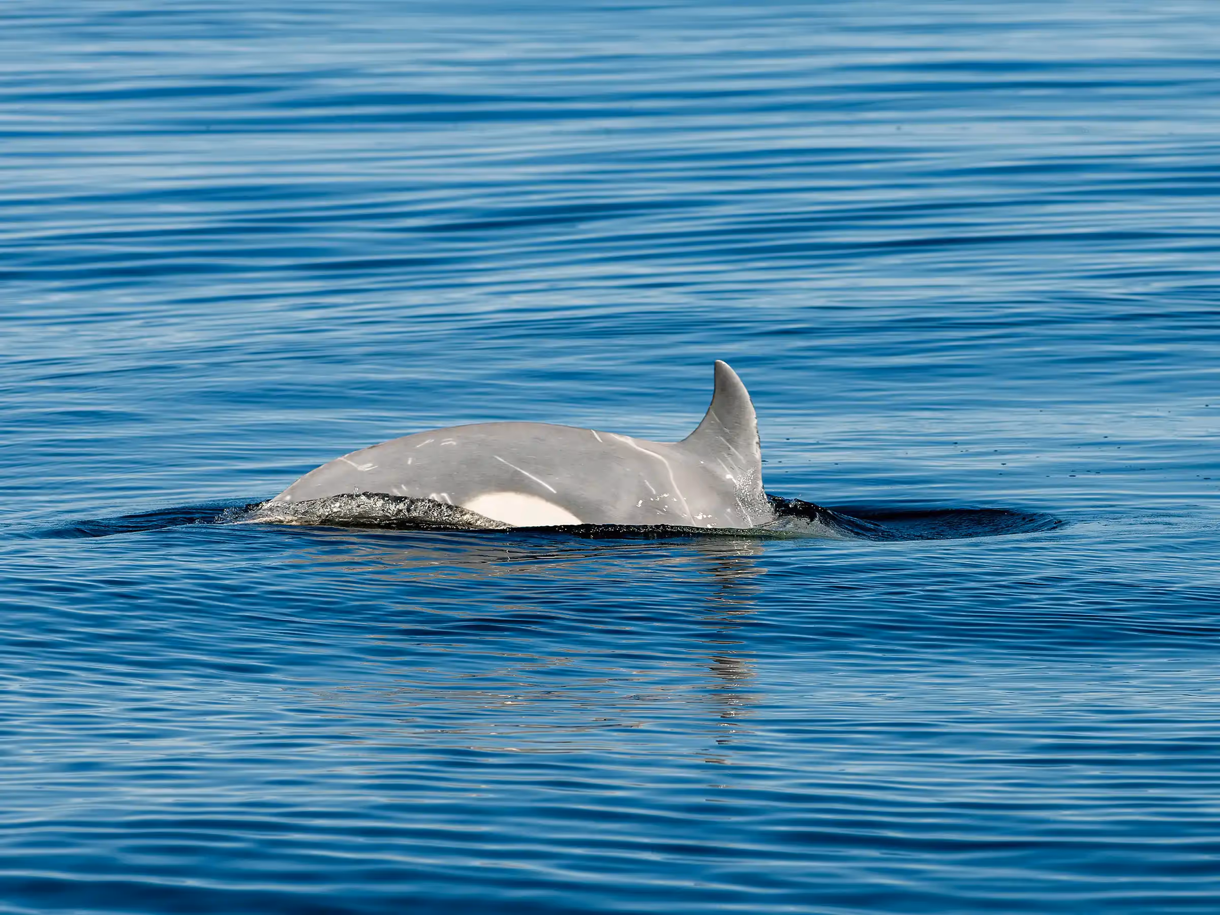 Alaska Wilderness Charters—Orcas (Killer Whales)—John Schnell Photography