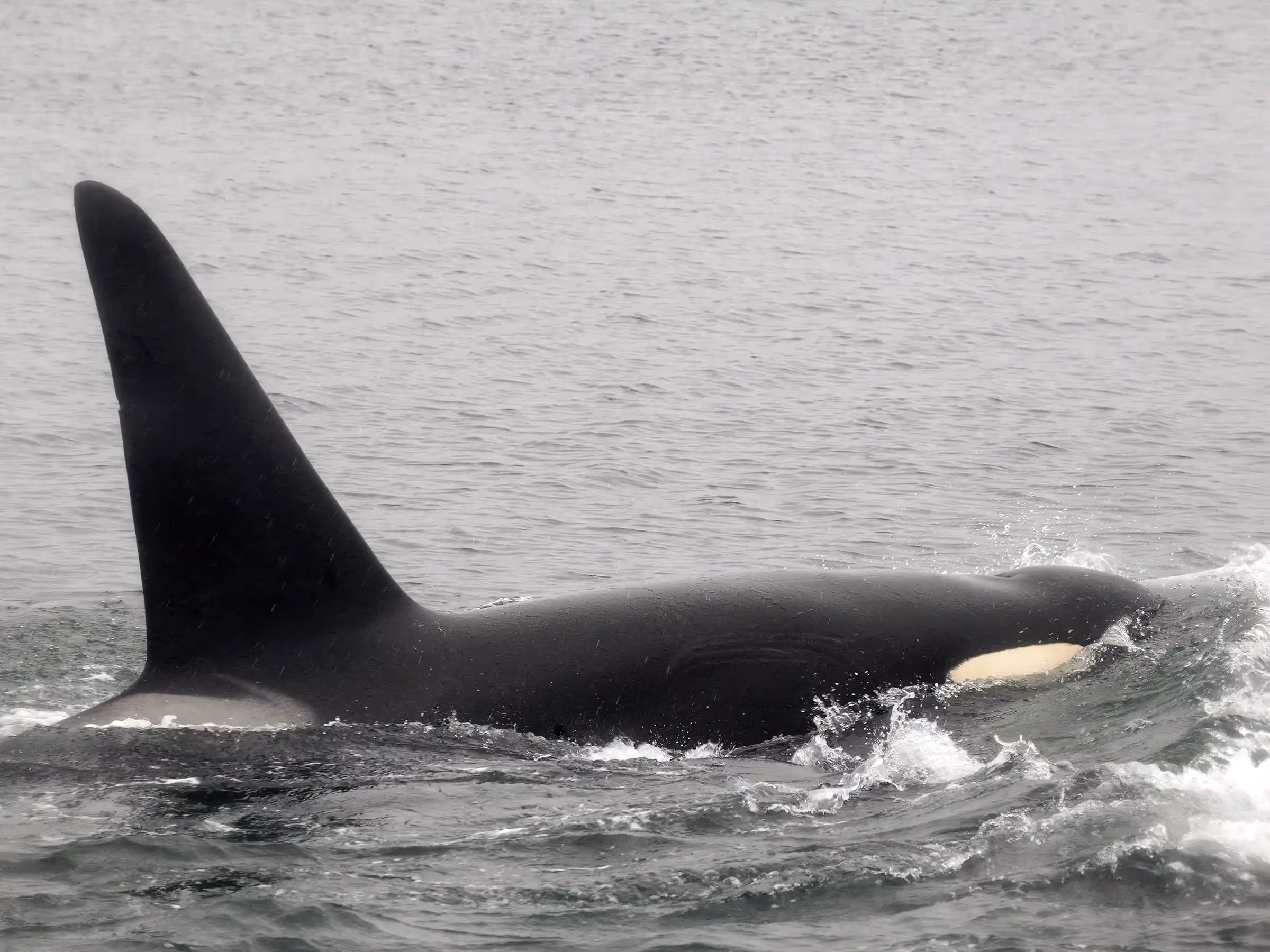 Alaska Wilderness Charters—Orcas (Killer Whales)—John Schnell Photography