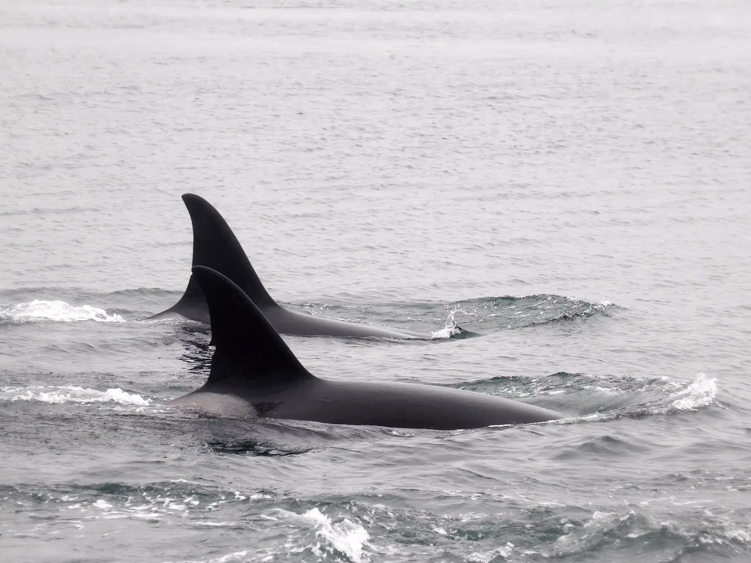 Alaska Wilderness Charters—Orcas (Killer Whales)—John Schnell Photography