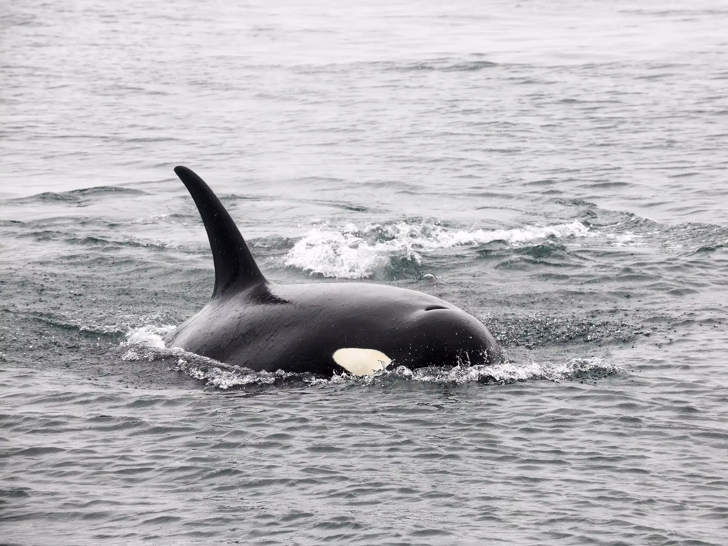 Alaska Wilderness Charters—Orcas (Killer Whales)—John Schnell Photography