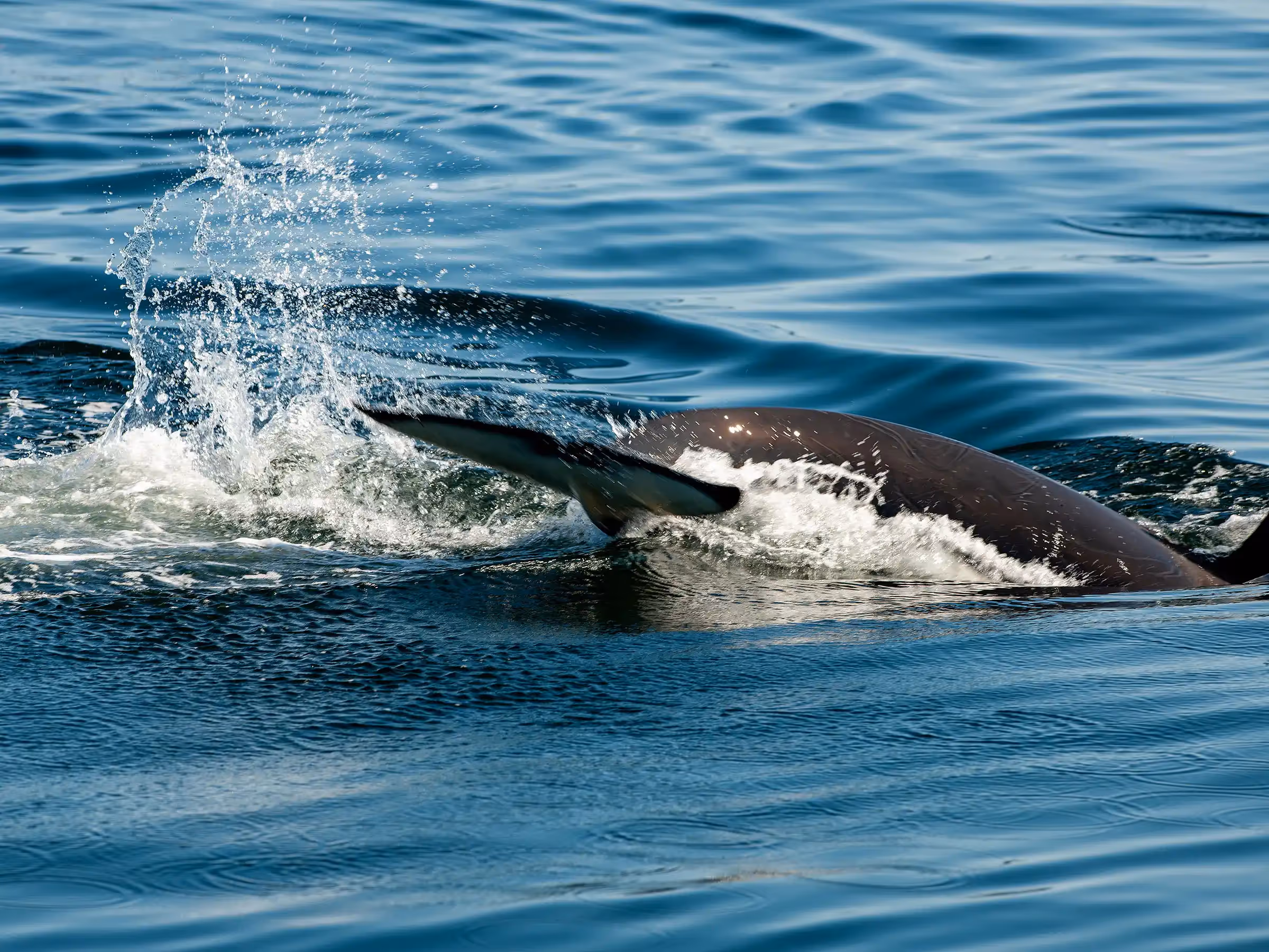 Alaska Wilderness Charters—Orcas (Killer Whales)—John Schnell Photography
