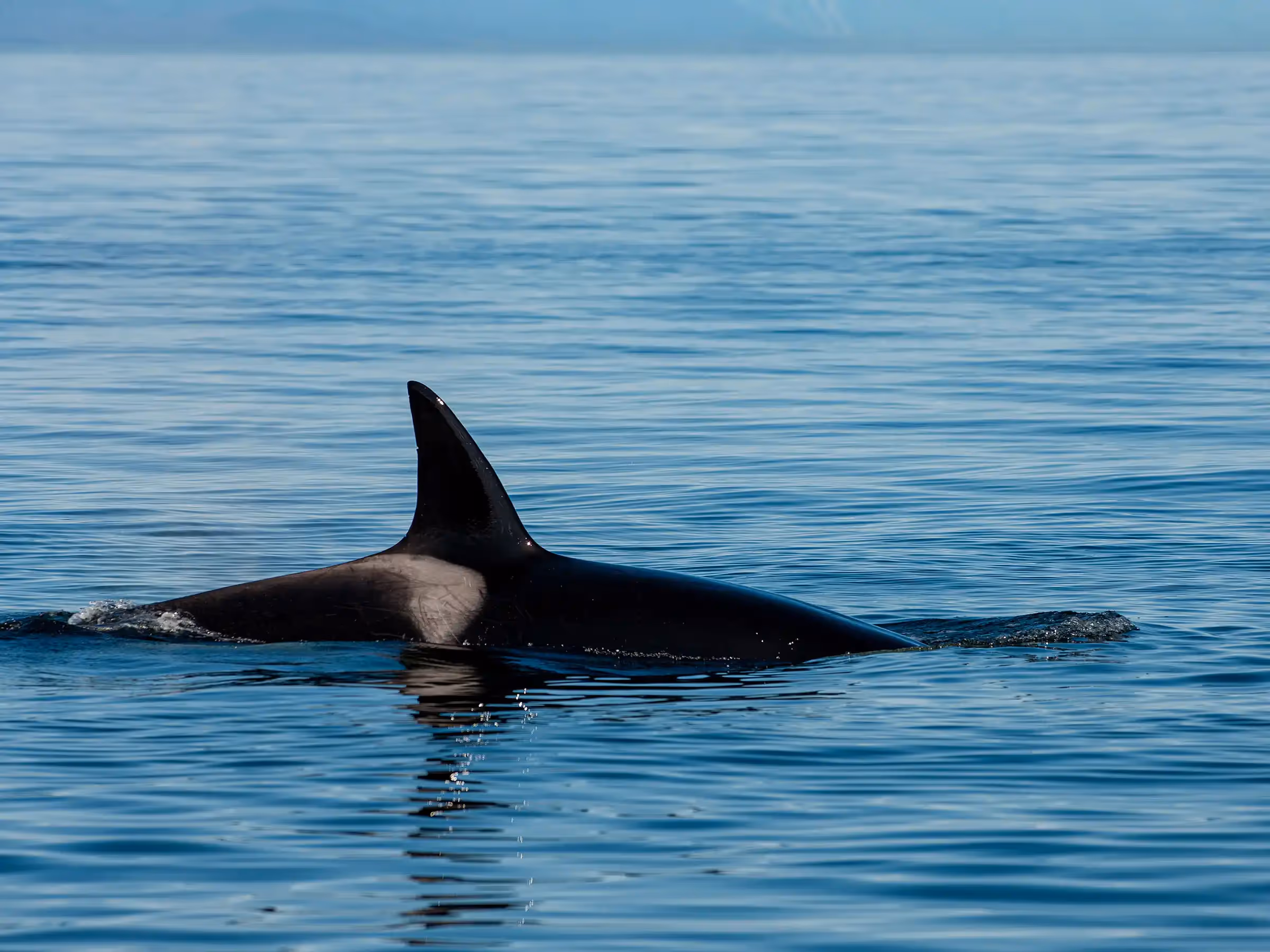 Alaska Wilderness Charters—Orcas (Killer Whales)—John Schnell Photography