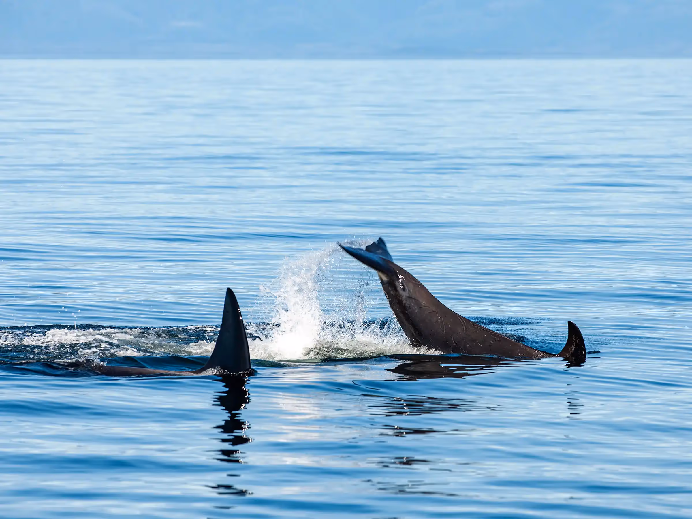 Alaska Wilderness Charters—Orcas (Killer Whales)—John Schnell Photography