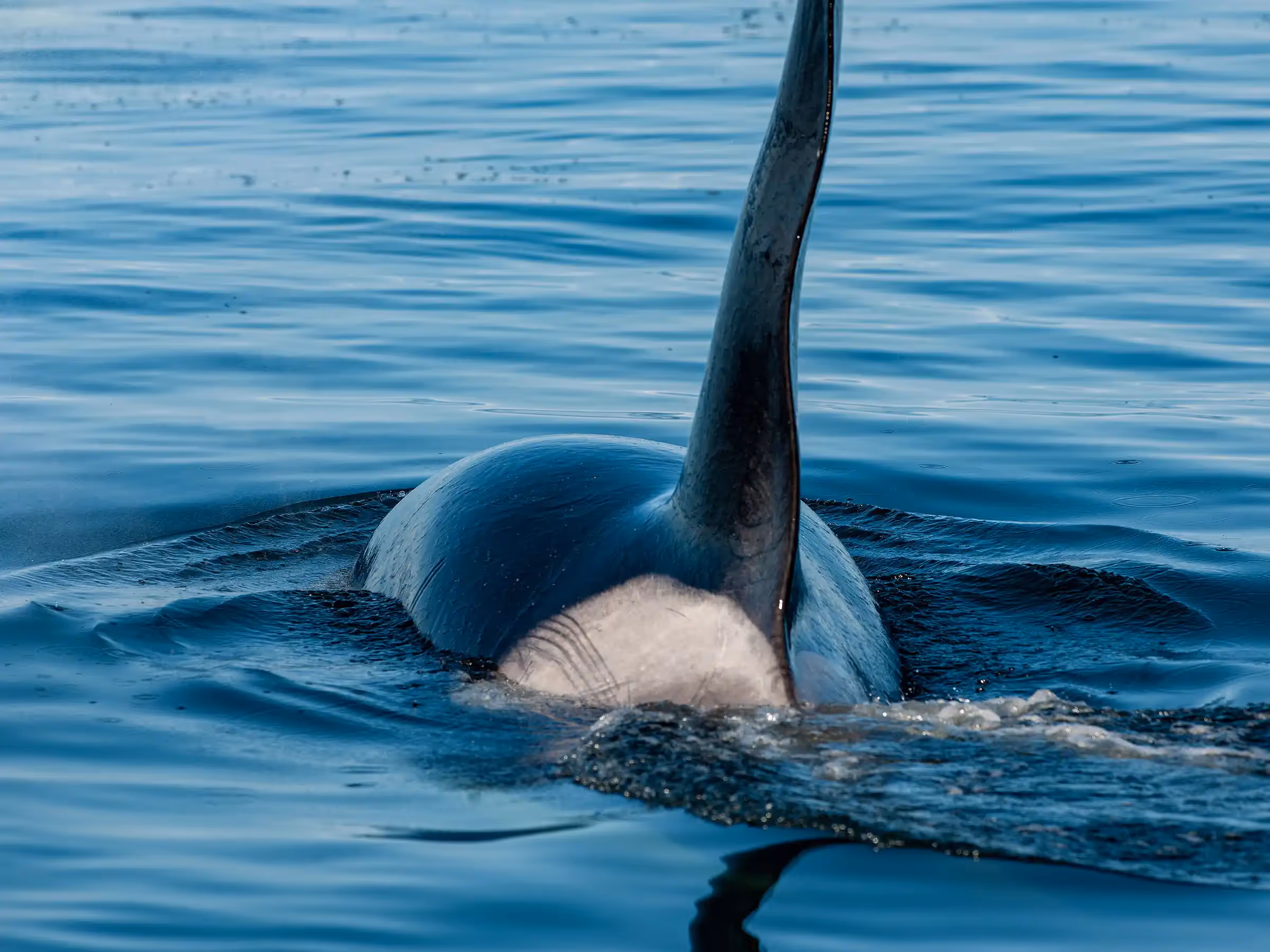 Alaska Wilderness Charters—Orcas (Killer Whales)—John Schnell Photography